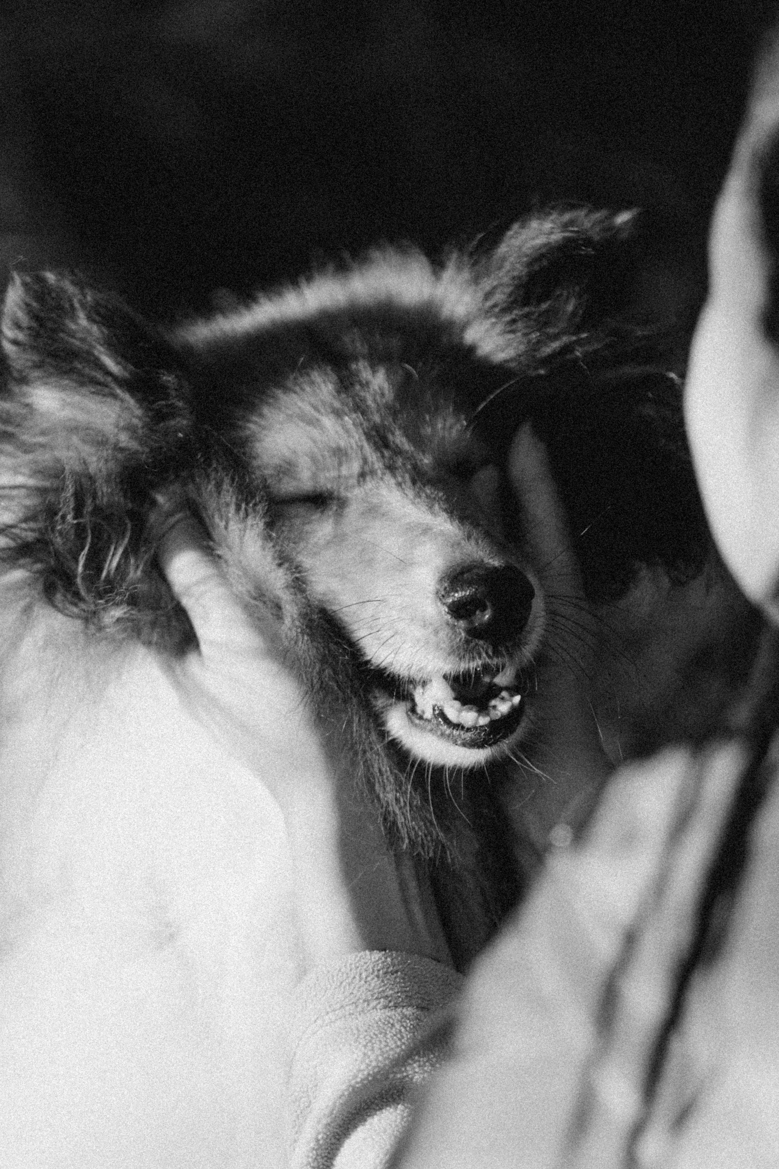 Трисс, Эста, Яся и их семья. Фотограф — Анималист | Санкт-Петербург