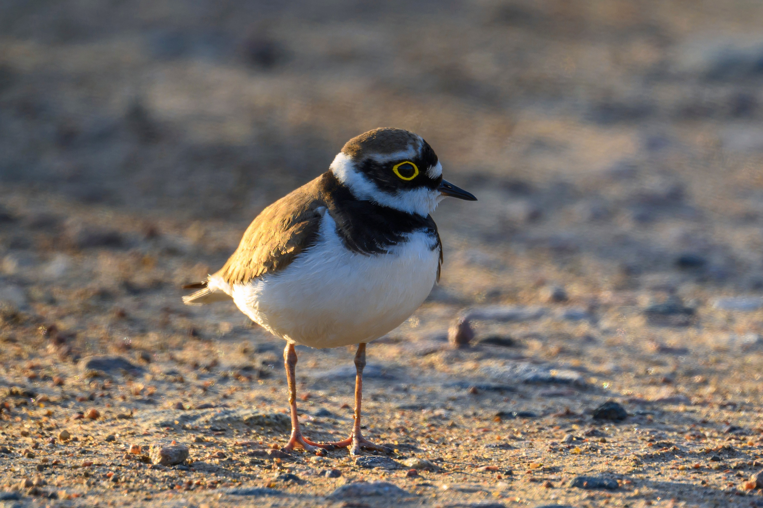 Коростель. Видеозарисовка. Wildlife photography by Sergey Puponin