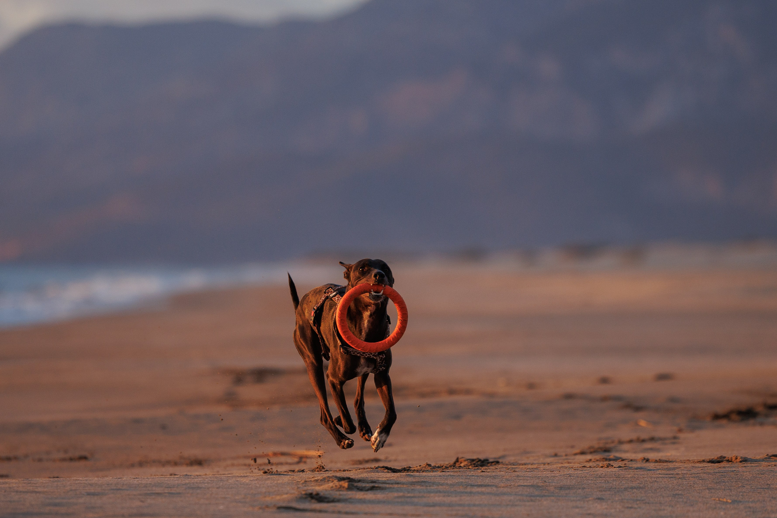 Финик. Фотограф анималист в Казани Алина Сулейманова. Фотограф животных