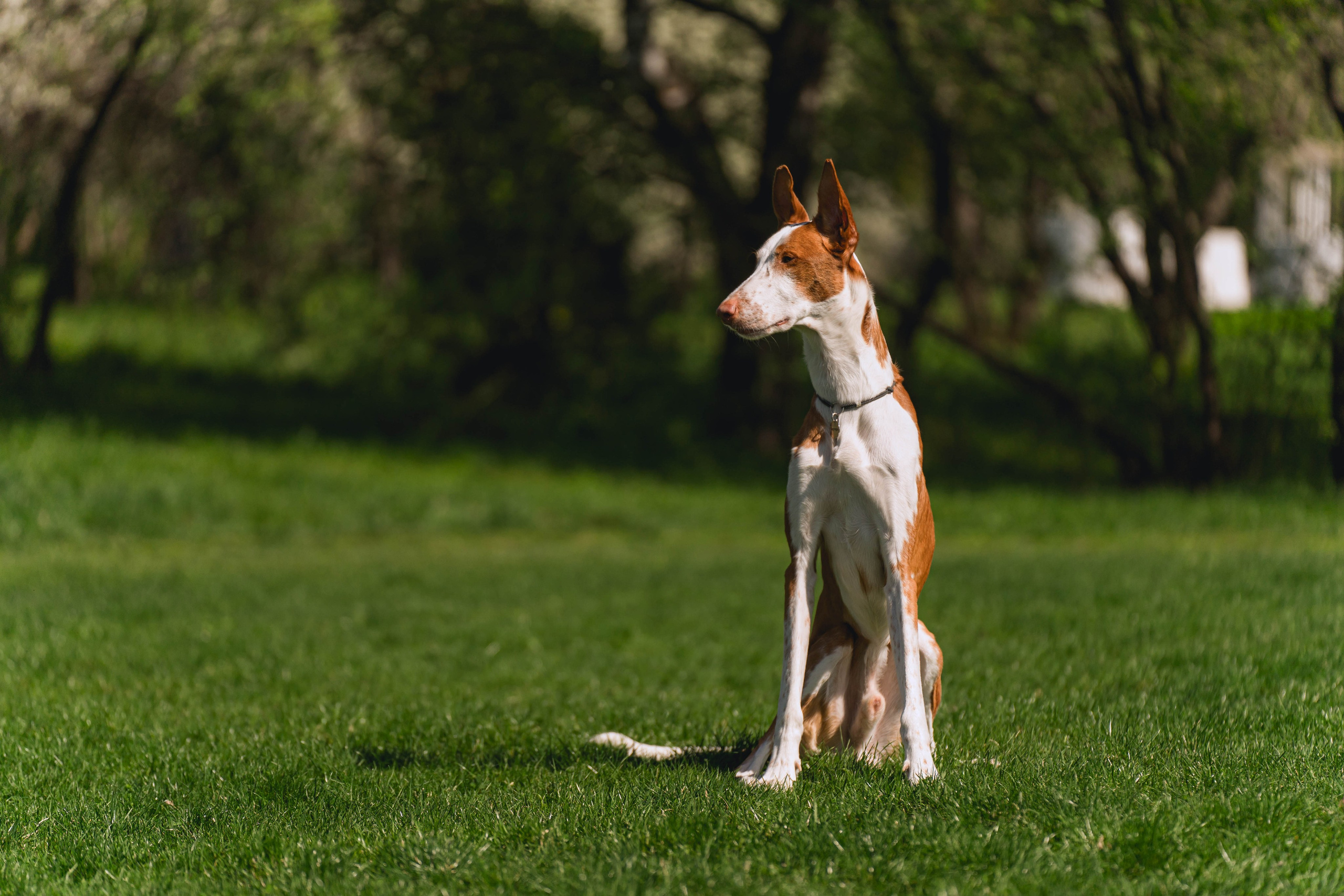 Выставки собак. Фотограф в Москве Ленарская Дарья