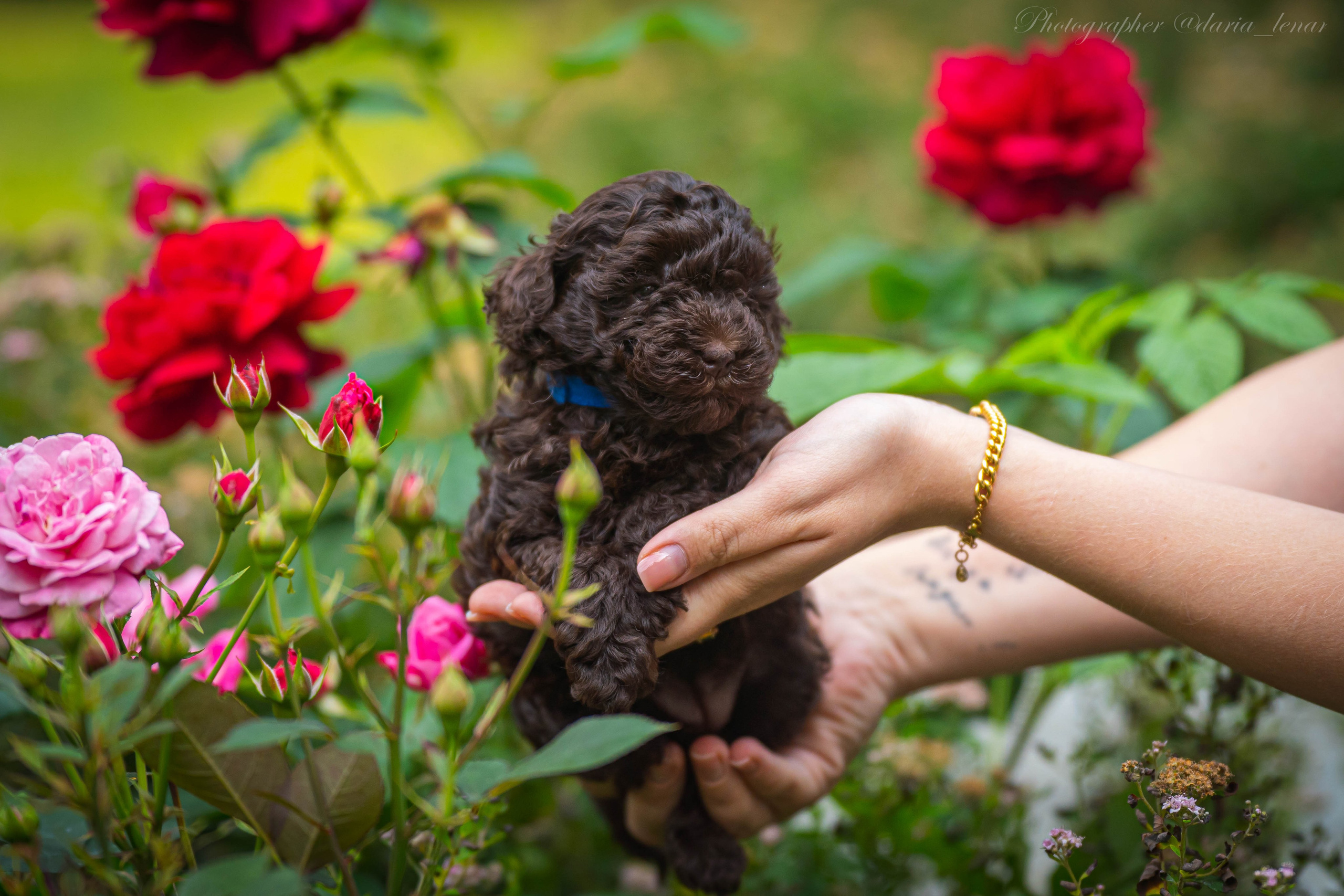 Питомник мини-пуделей. Фотограф в Москве Ленарская Дарья