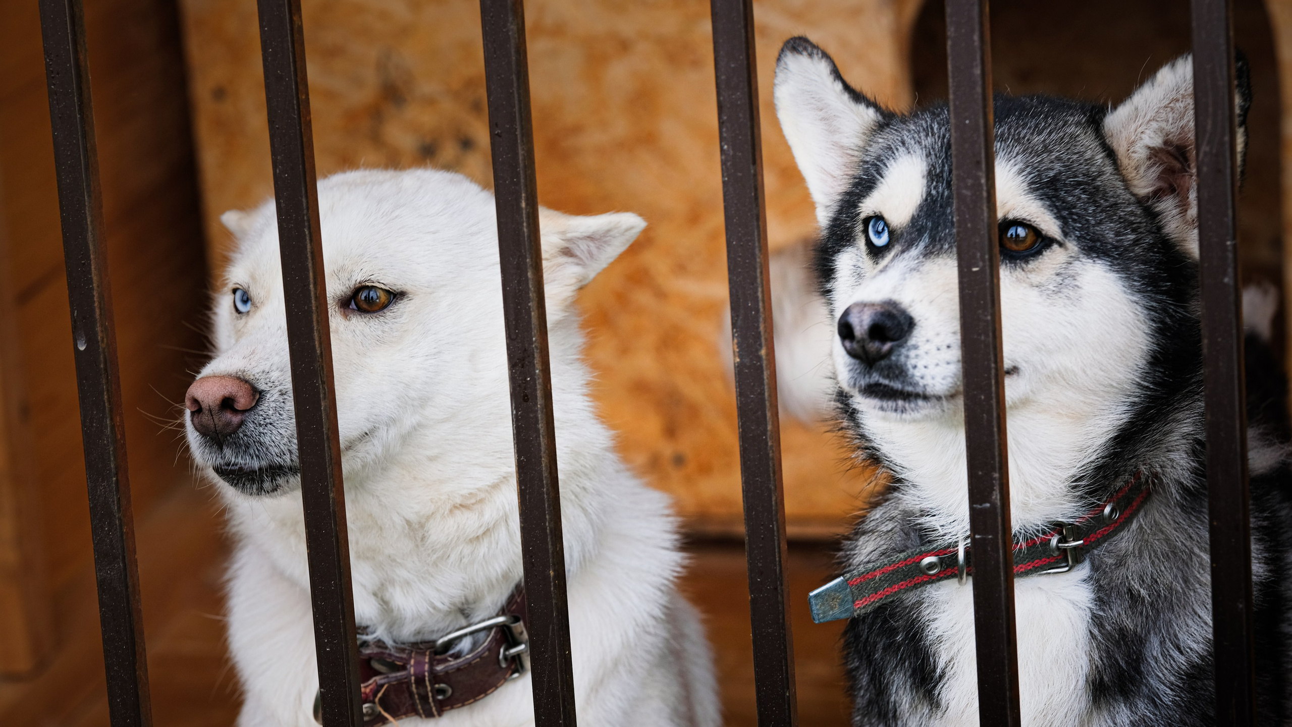 Приют Хаски. KRUTOVA_фотографирую жизнь