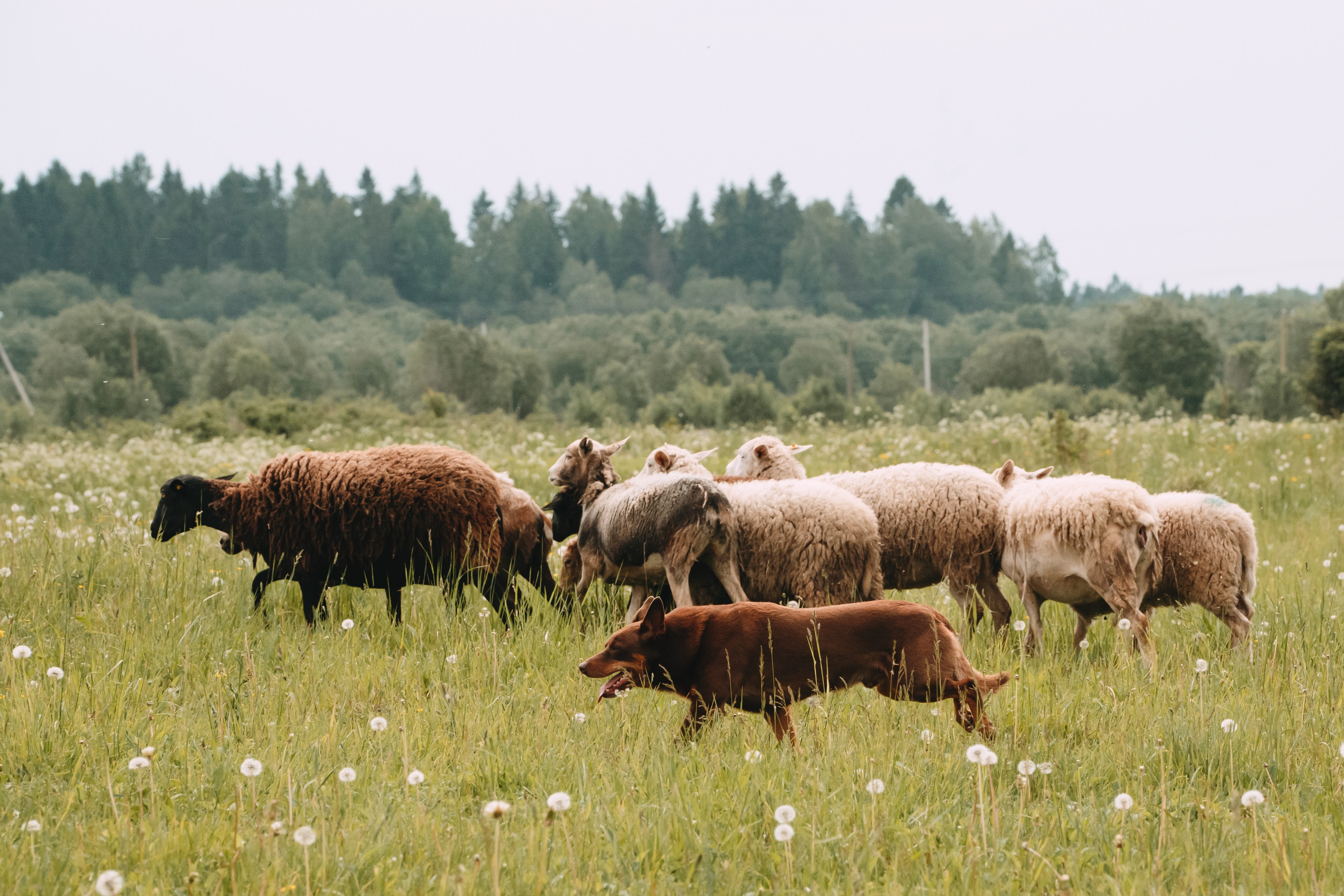 Состязания по пастушьей службе 1-2.06.24, Заостровье. Фотограф-анималист Анастасия Большакова