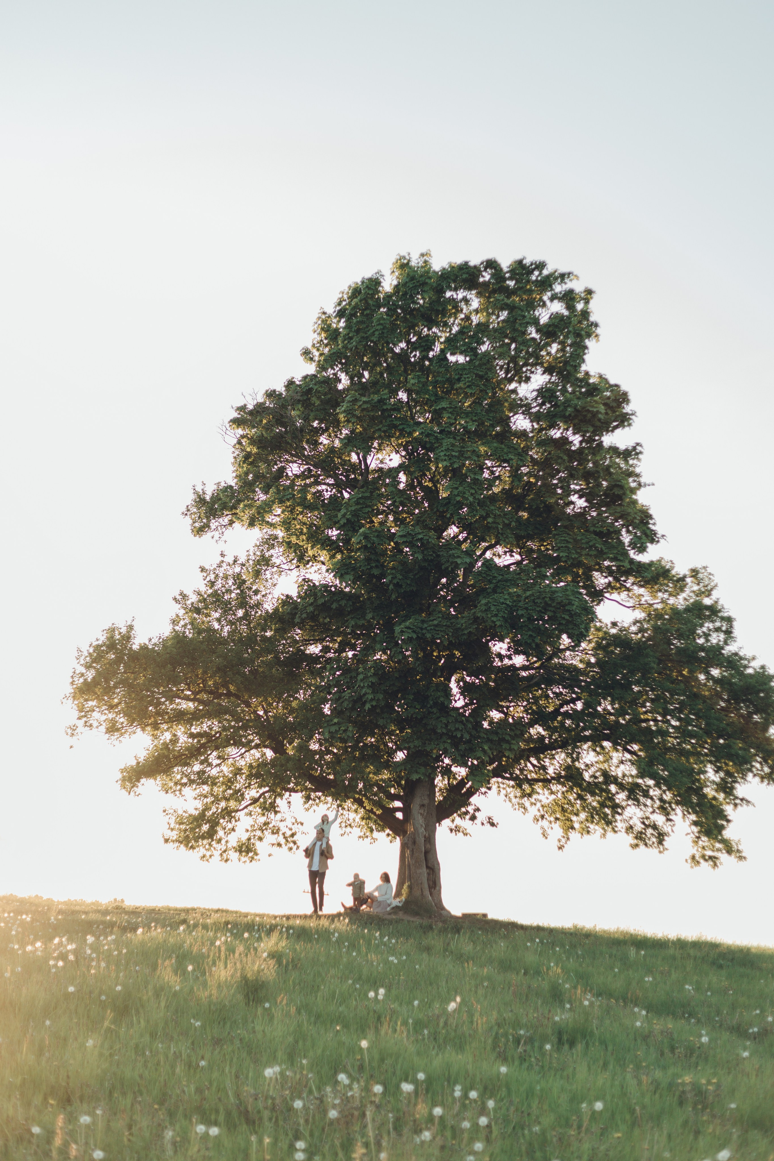 Семейное дерево. Семейный фотограф Санкт-Петербург СПб Анастасия Гаврилюк