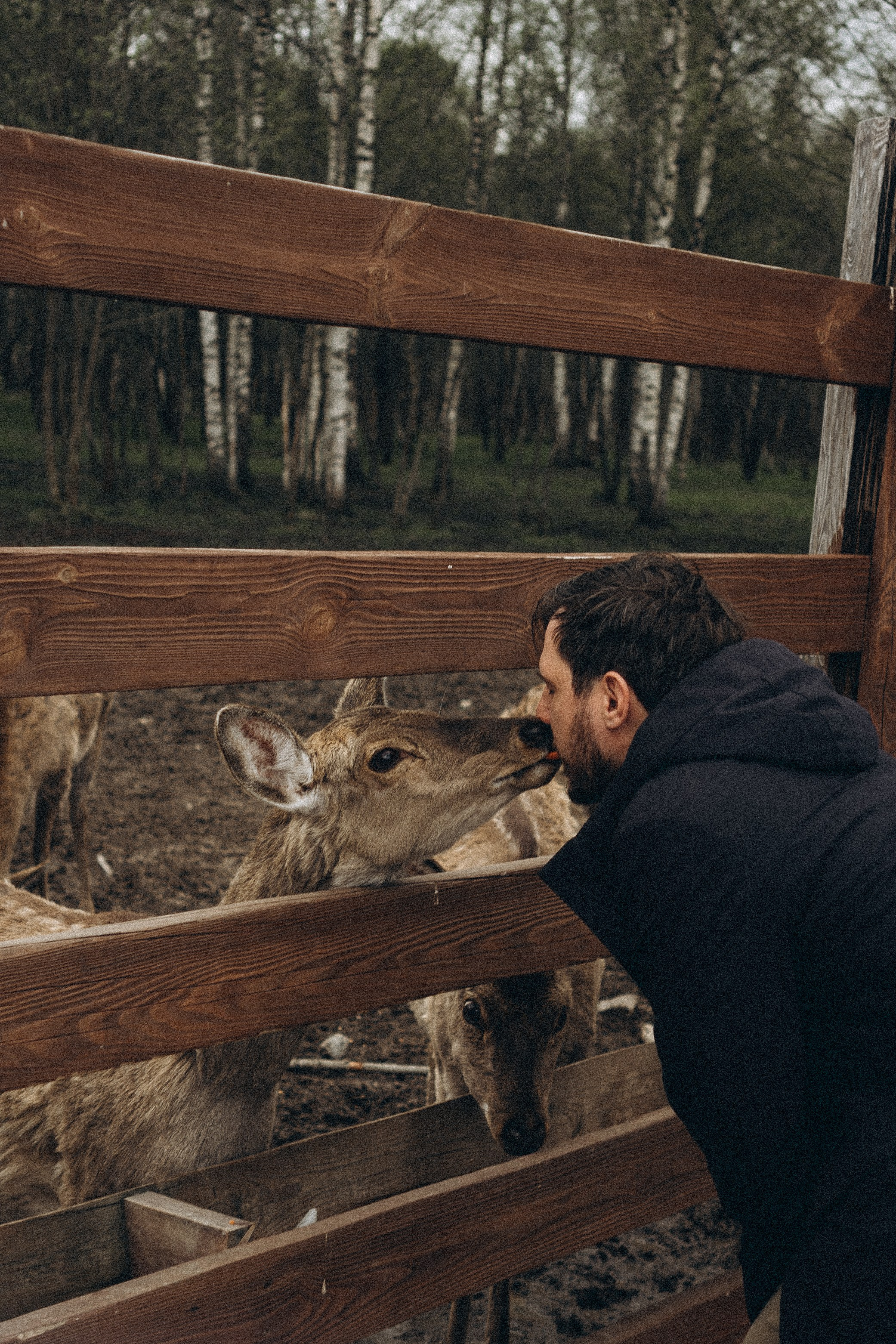 ОЛЕНЬЯ ФЕРМА В ТВЕРИ. Профессиональный фотограф, Санкт-Петербург — Виктория Богомолова
