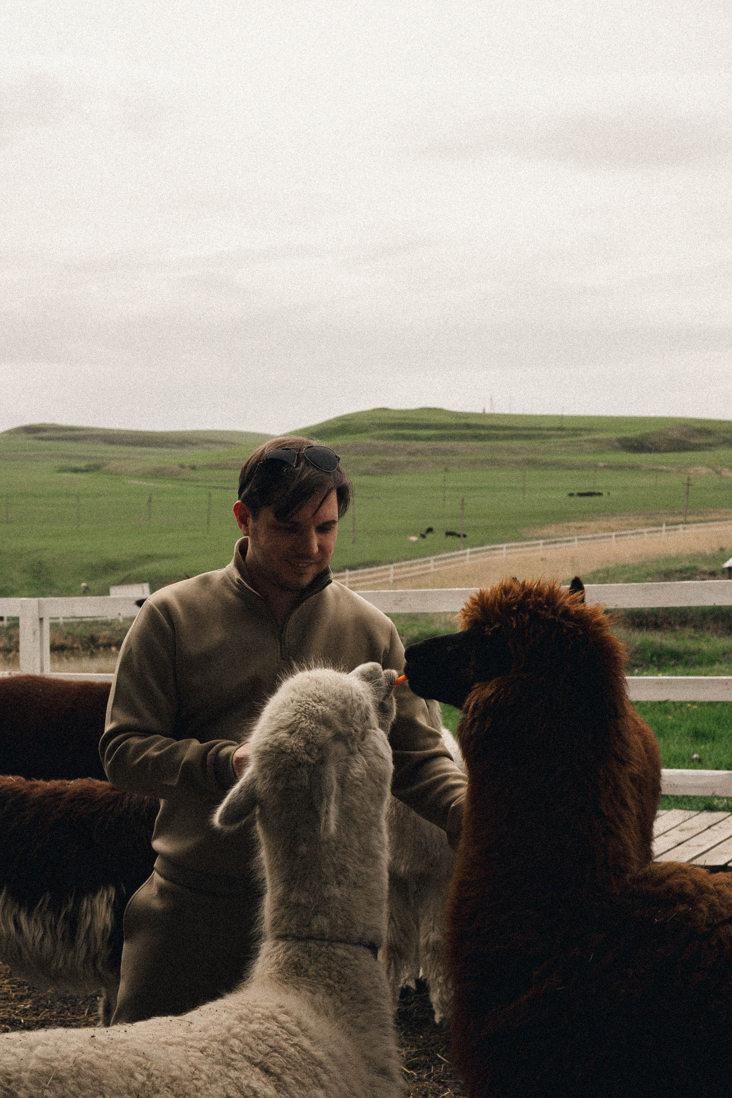 Ферма Альпак. Профессиональный фотограф, Санкт-Петербург — Виктория Богомолова