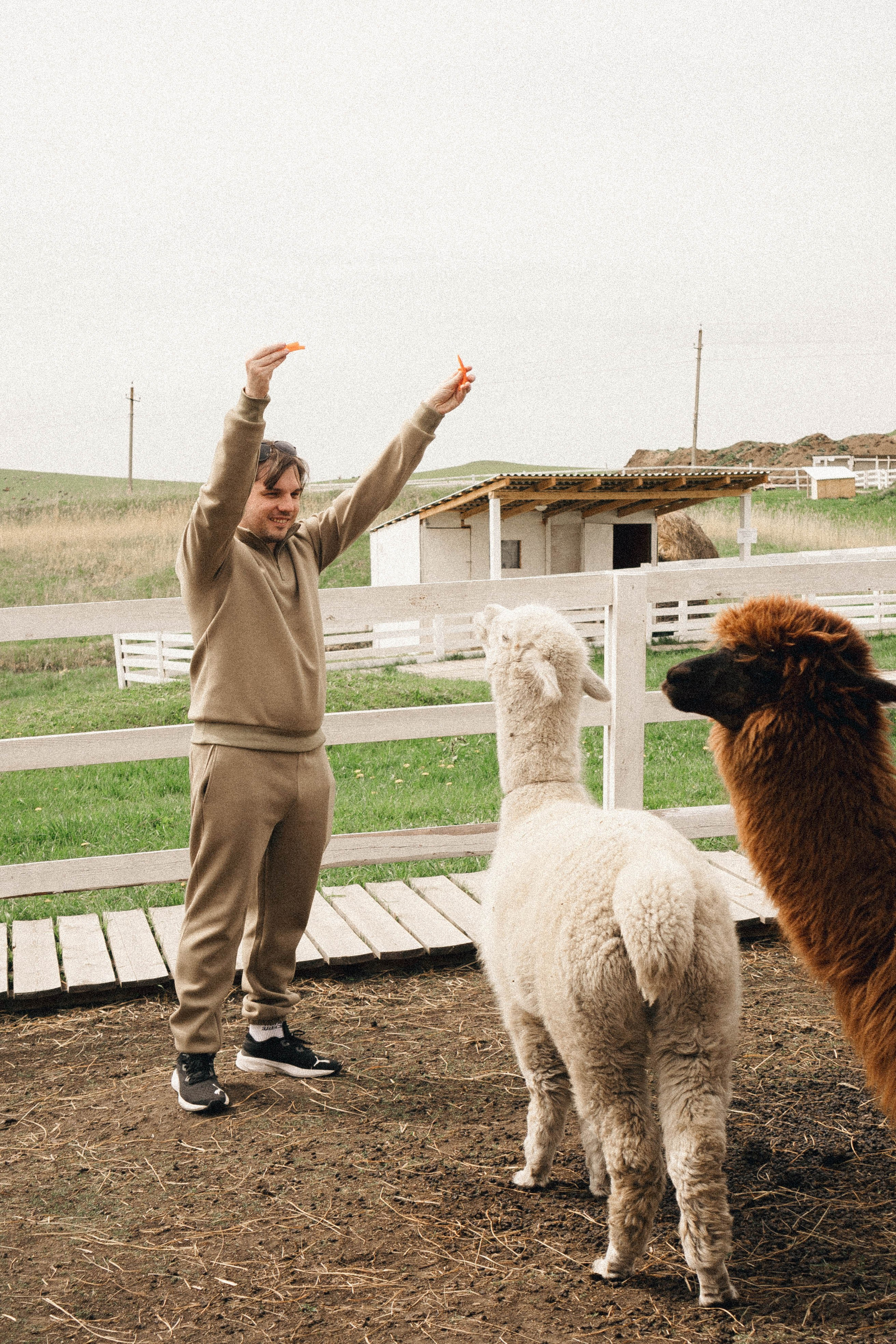 Ферма Альпак. Профессиональный фотограф, Санкт-Петербург — Виктория Богомолова