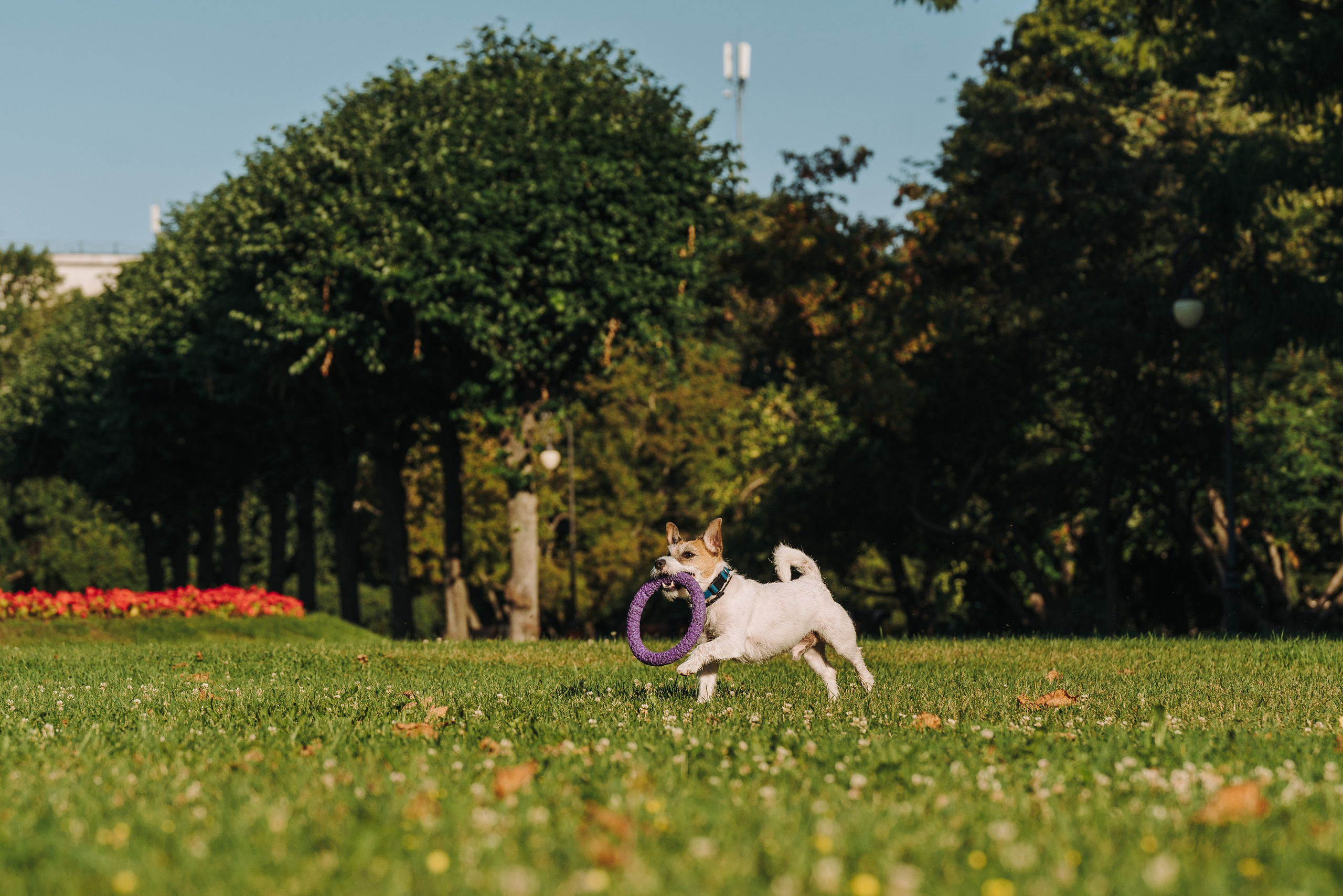 Ларс, Лукас и Ольга. Фотограф анималист в Спб недорого Олеся Майорова