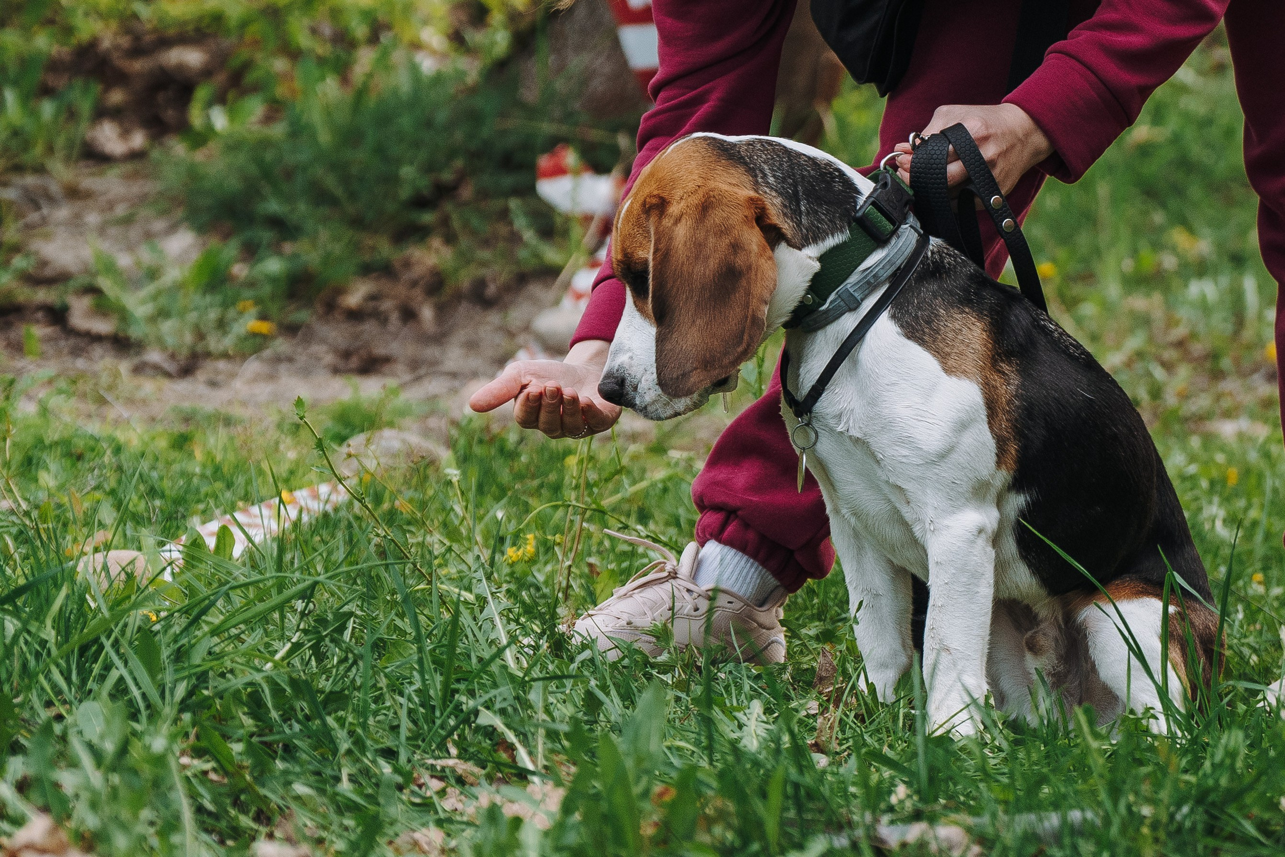 Соревнования по ноузворку в Лосево. Фотограф анималист в Спб недорого Олеся Майорова