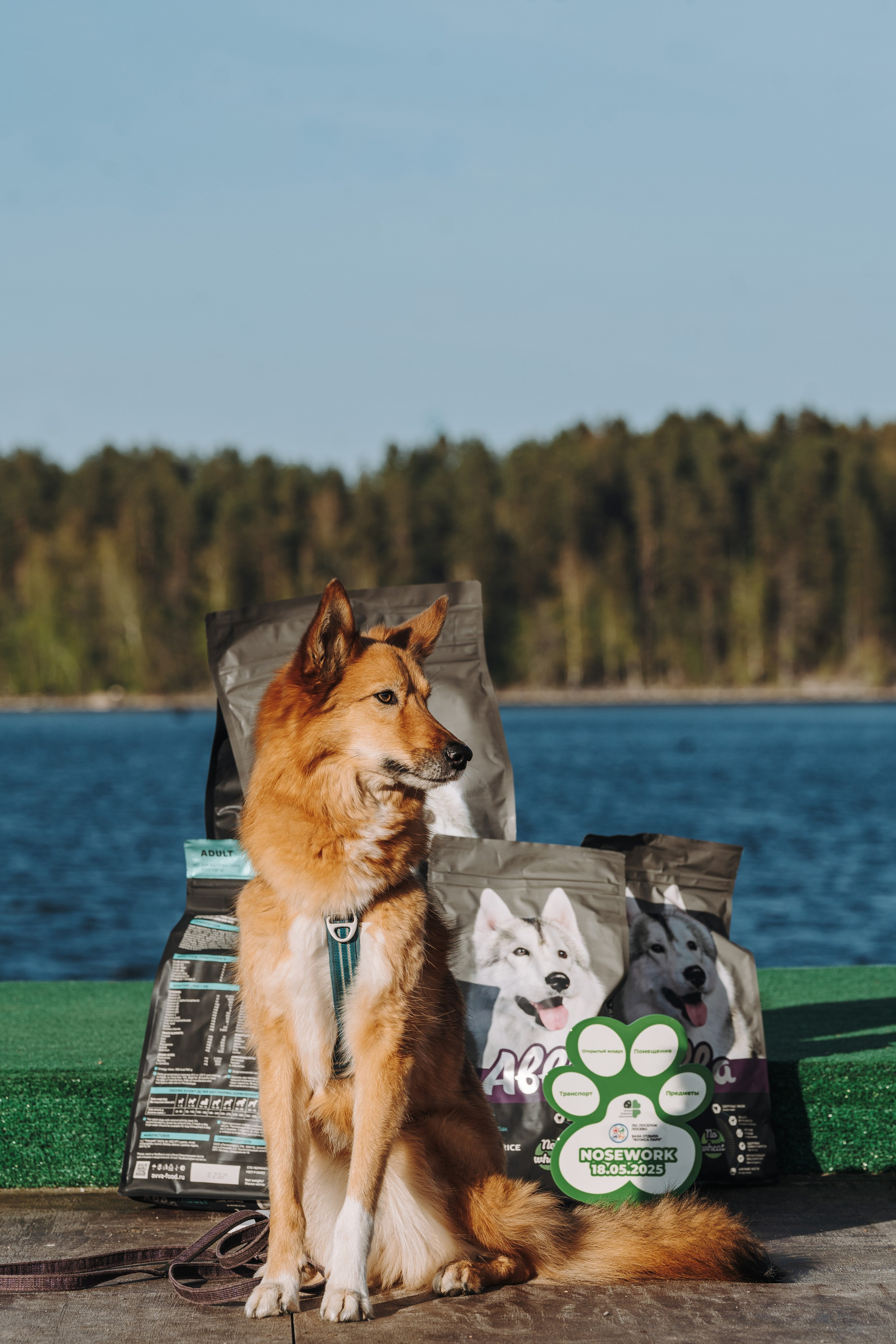 Соревнования по ноузворку в Лосево. Фотограф анималист в Спб недорого Олеся Майорова
