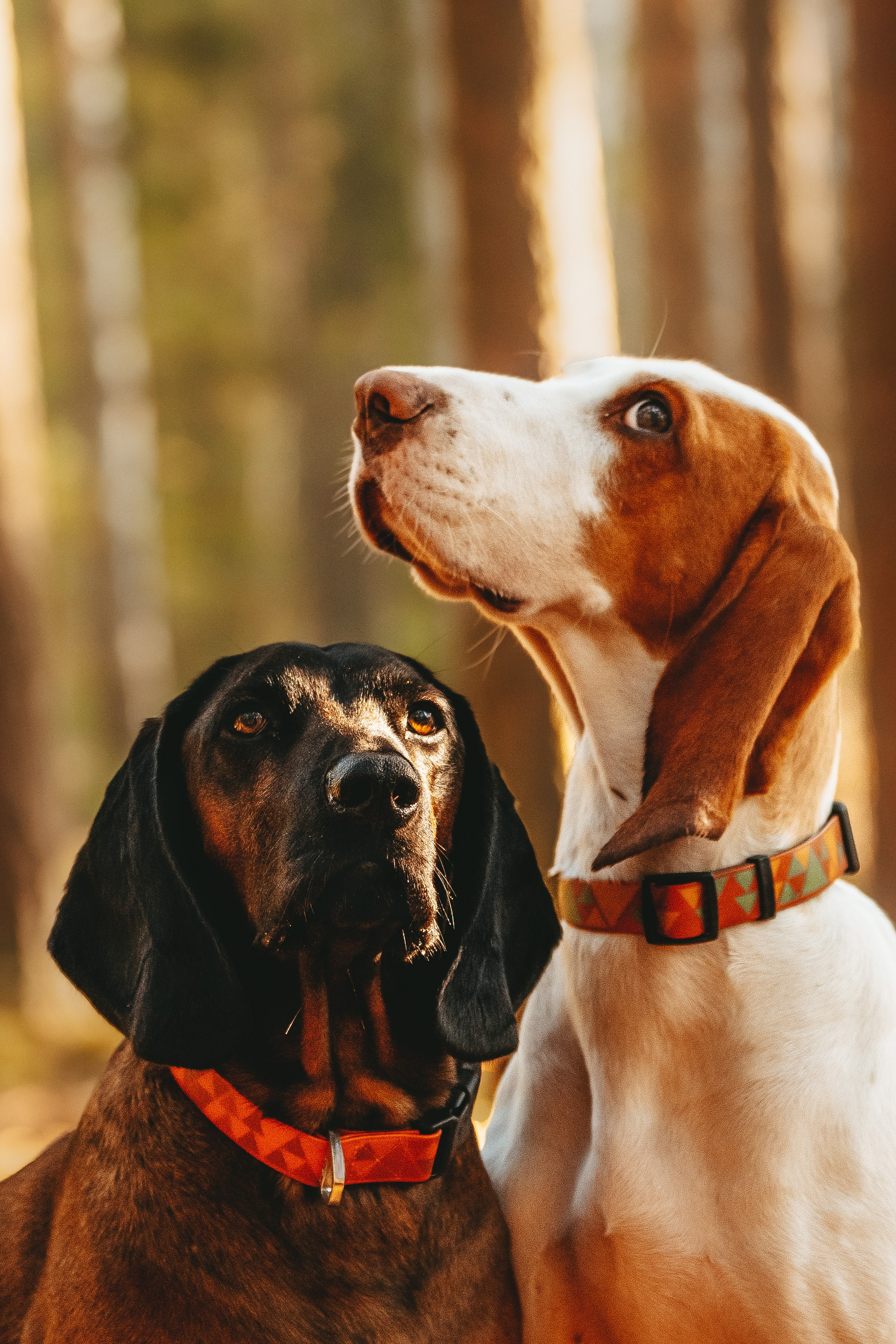Ольга, Рора и Румпель. Фотограф анималист в Спб недорого Олеся Майорова