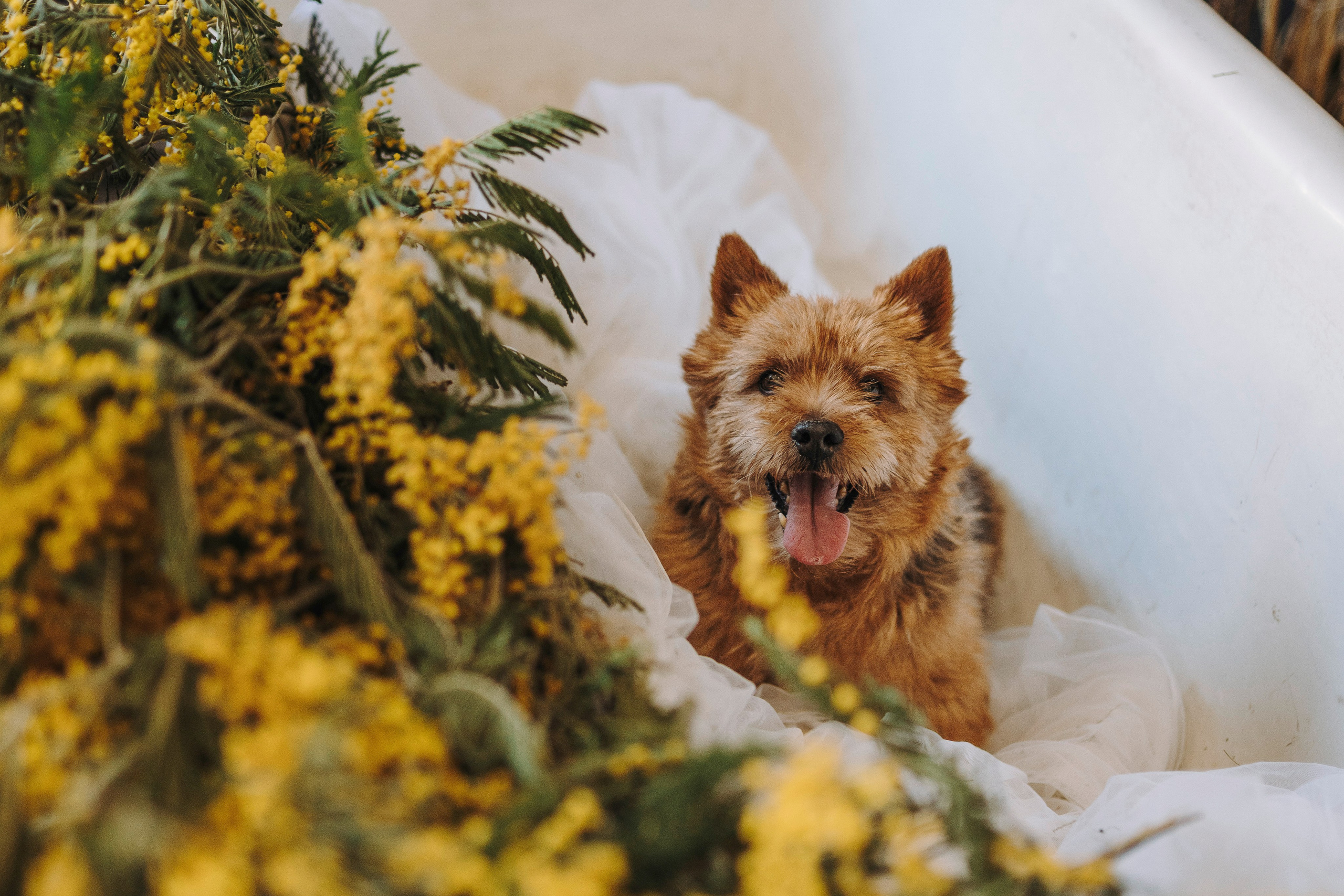 Маша и Рамси. Фотограф анималист в Спб недорого Олеся Майорова