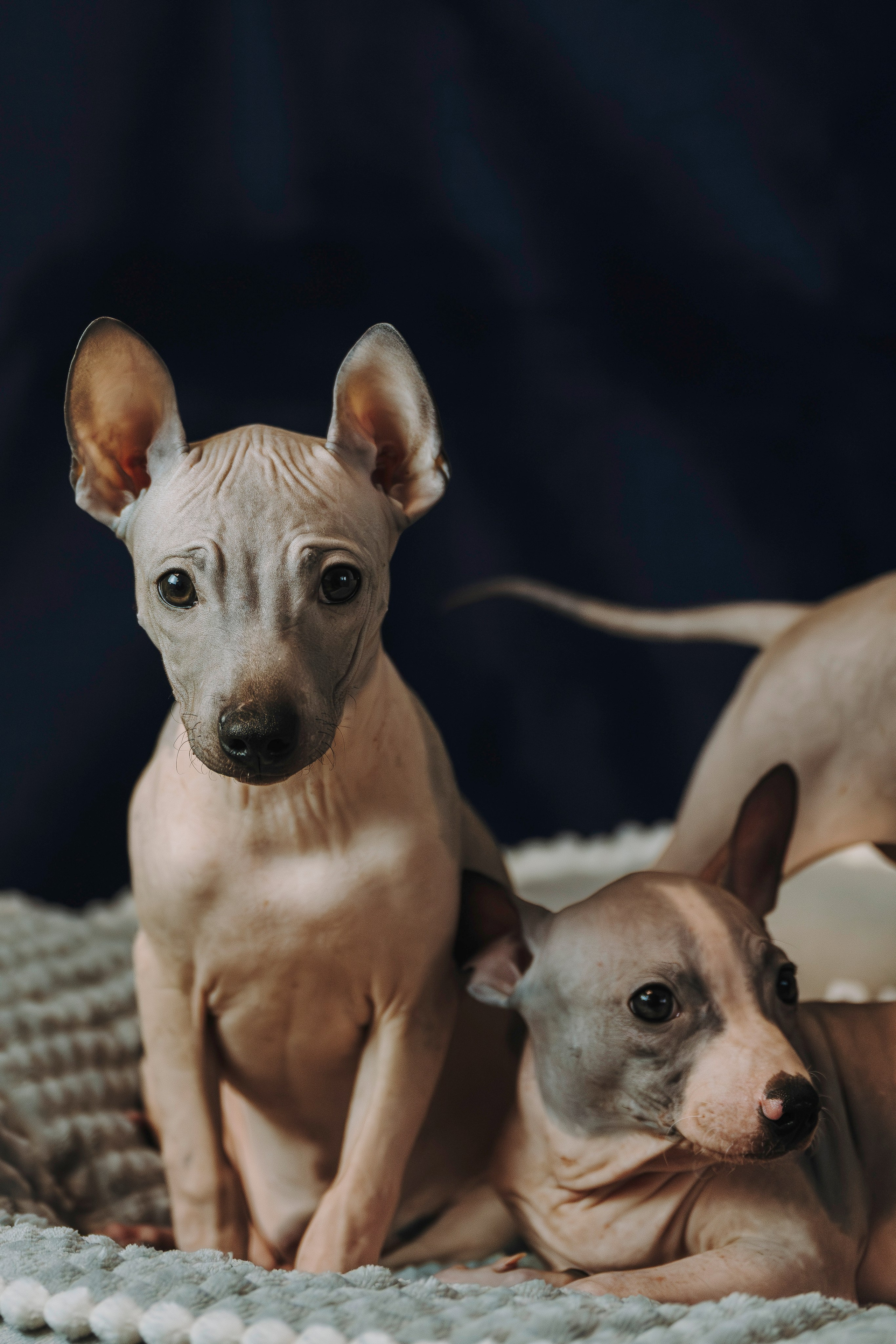 Малыши американского голого терьера. Фотограф анималист в Спб недорого Олеся Майорова