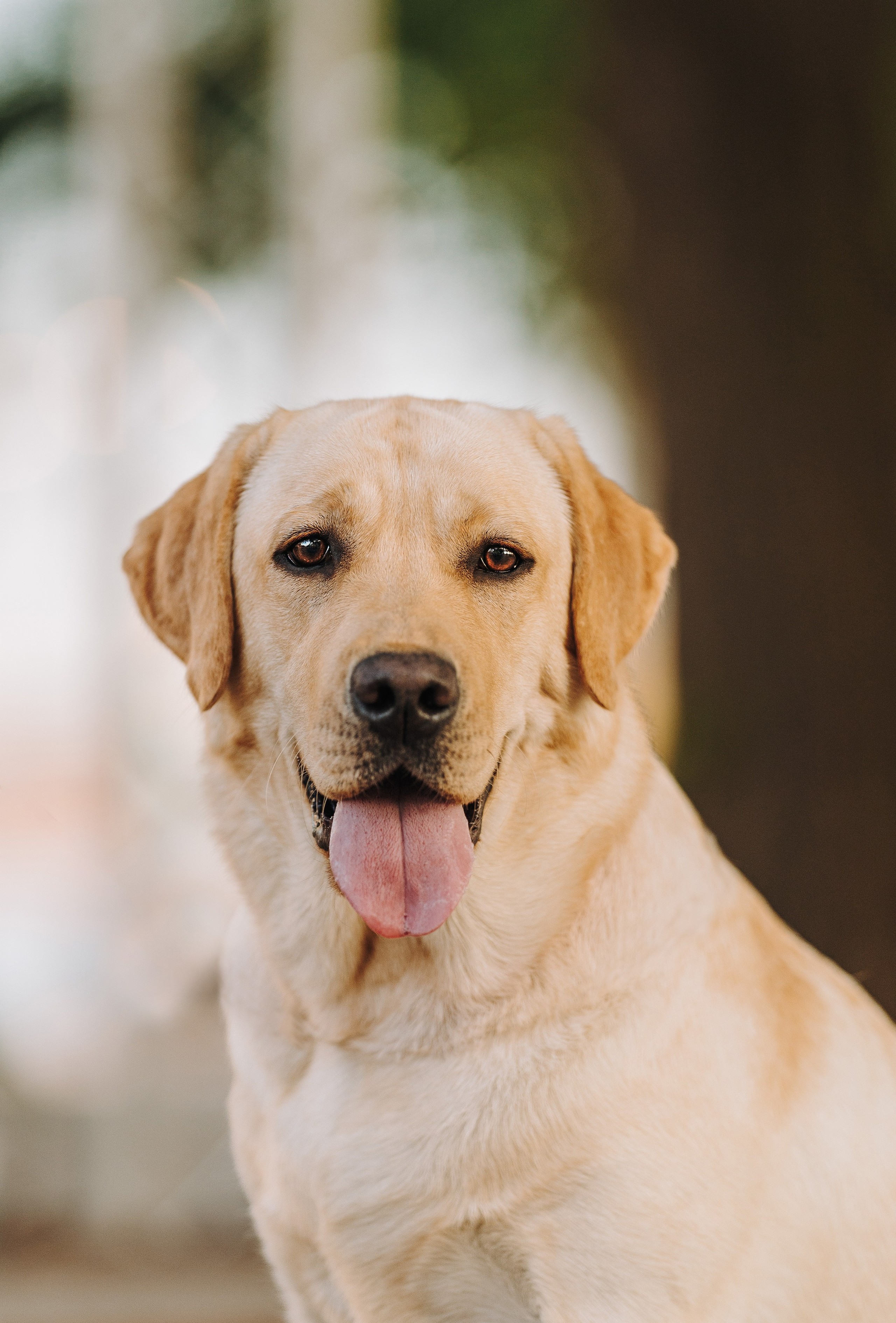 Фотосъёмка с вашими питомцами. Фотограф анималист в Спб недорого Олеся Майорова