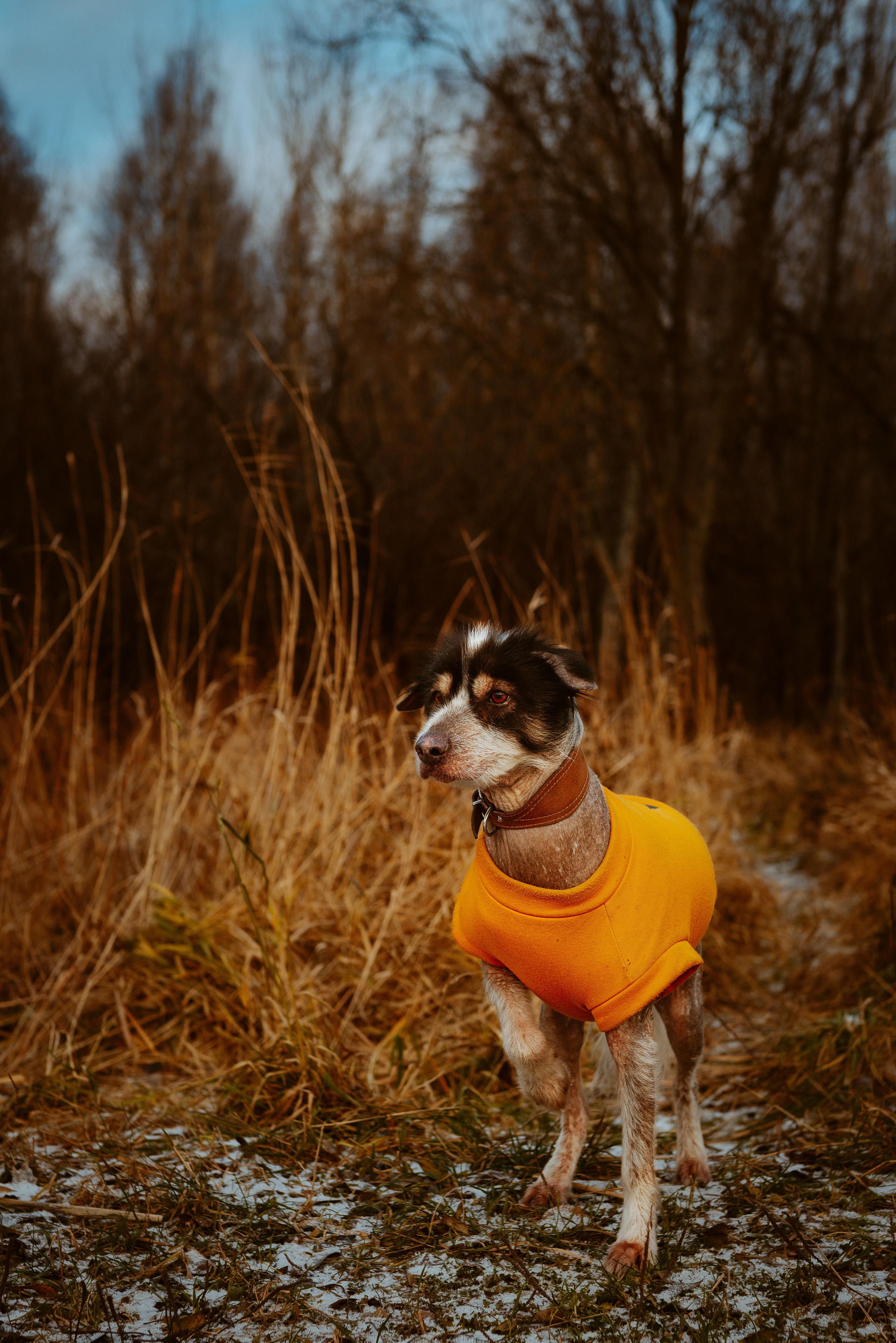 Творческая фотосессия фотографа анималиста. Фотограф анималист в Спб недорого Олеся Майорова