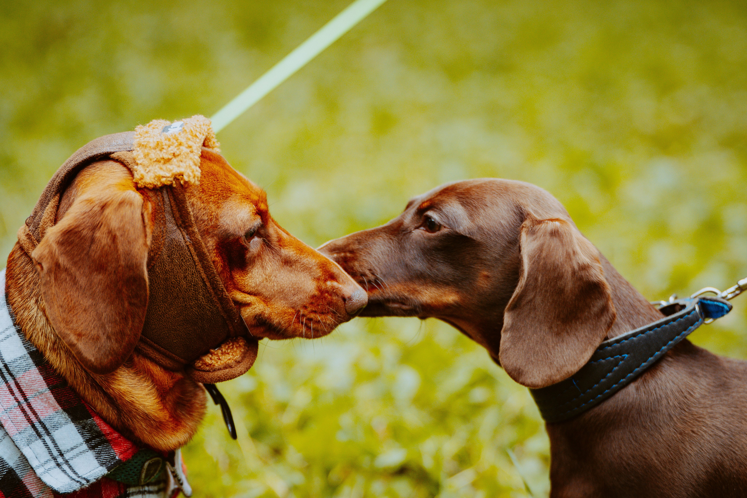 Такспарад. Фотограф анималист в Спб недорого Олеся Майорова