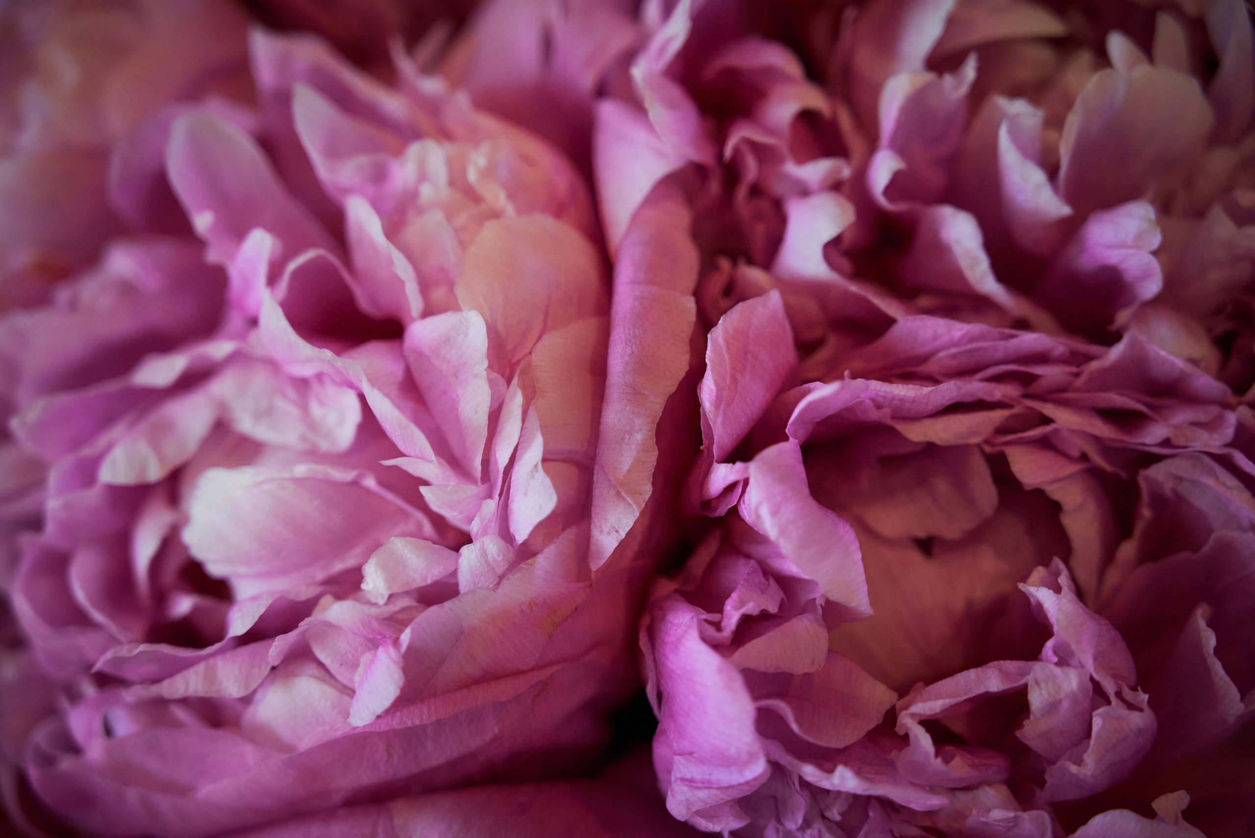 Юбилей Александры. Фотограф Зеленоград Москва