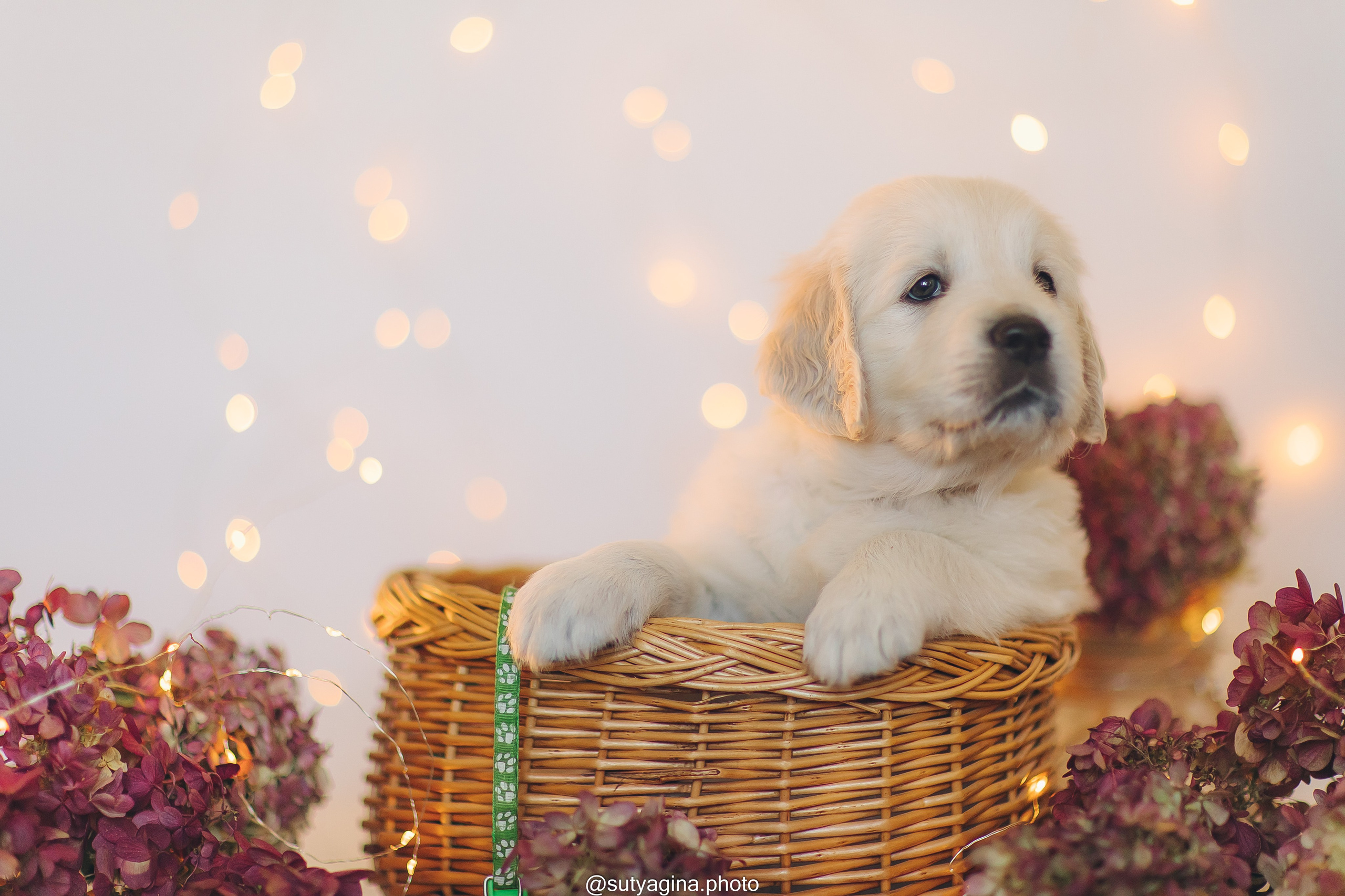 Зеленая лента. Свадебный и женский фотограф
