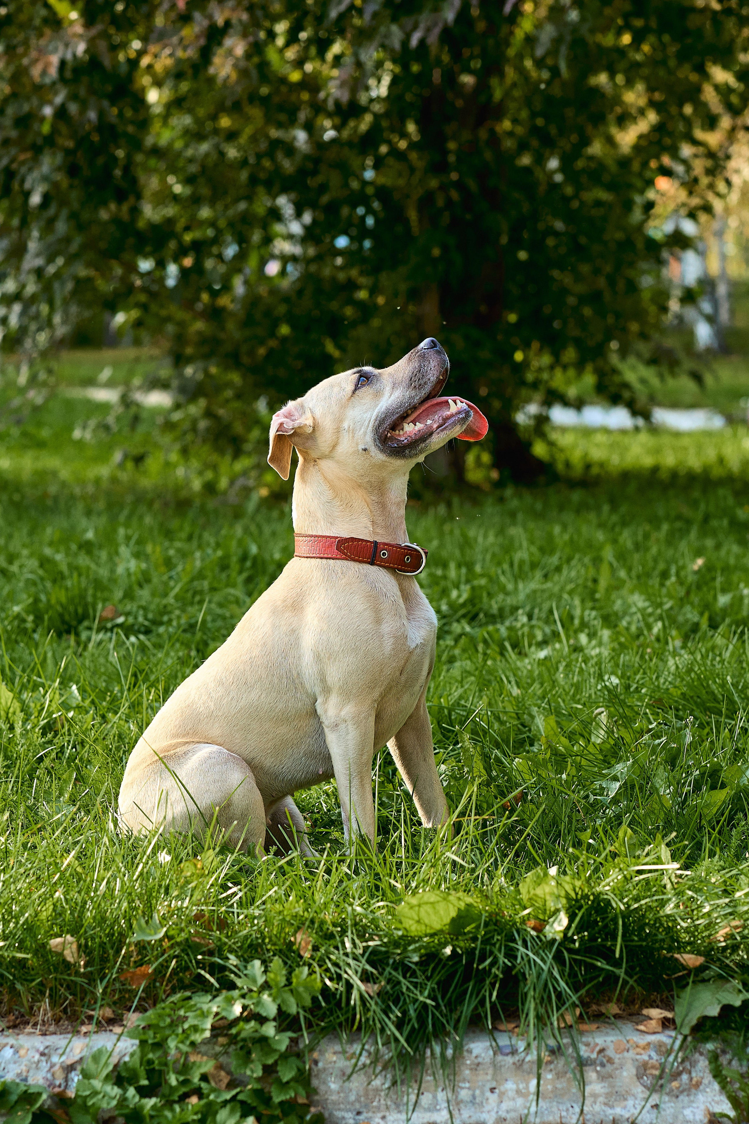 Умнейшая собака Зелла. Любовь Гальцова — свадебный, семейный, детский фотограф в городе Кемерово и Кемеровской области
