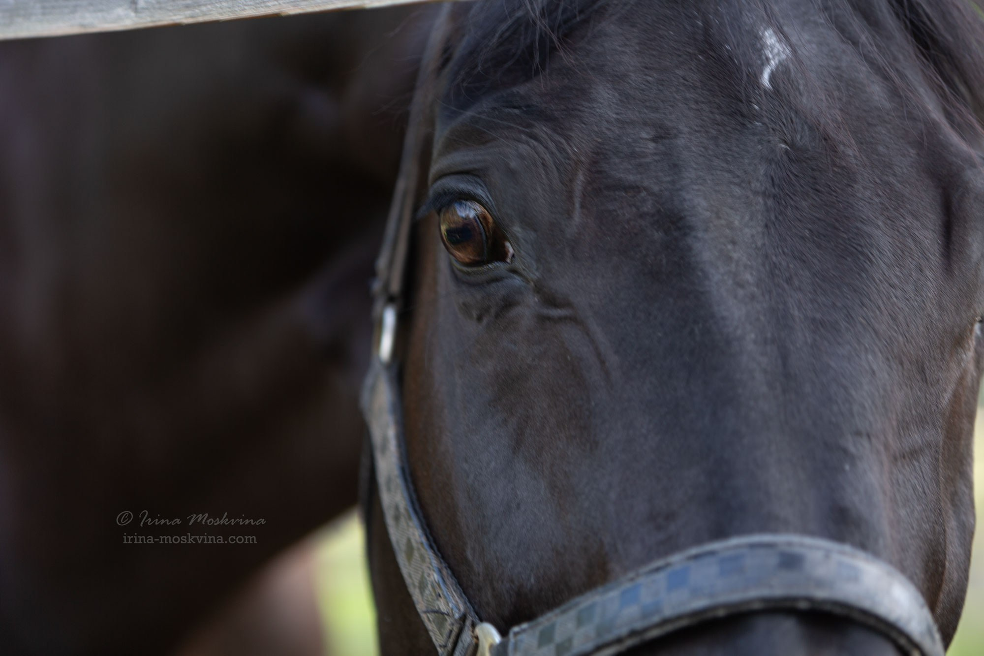КСК «Алмазово» | Московская область | июль 2024. Ирина Москвина | фотограф | Москва
