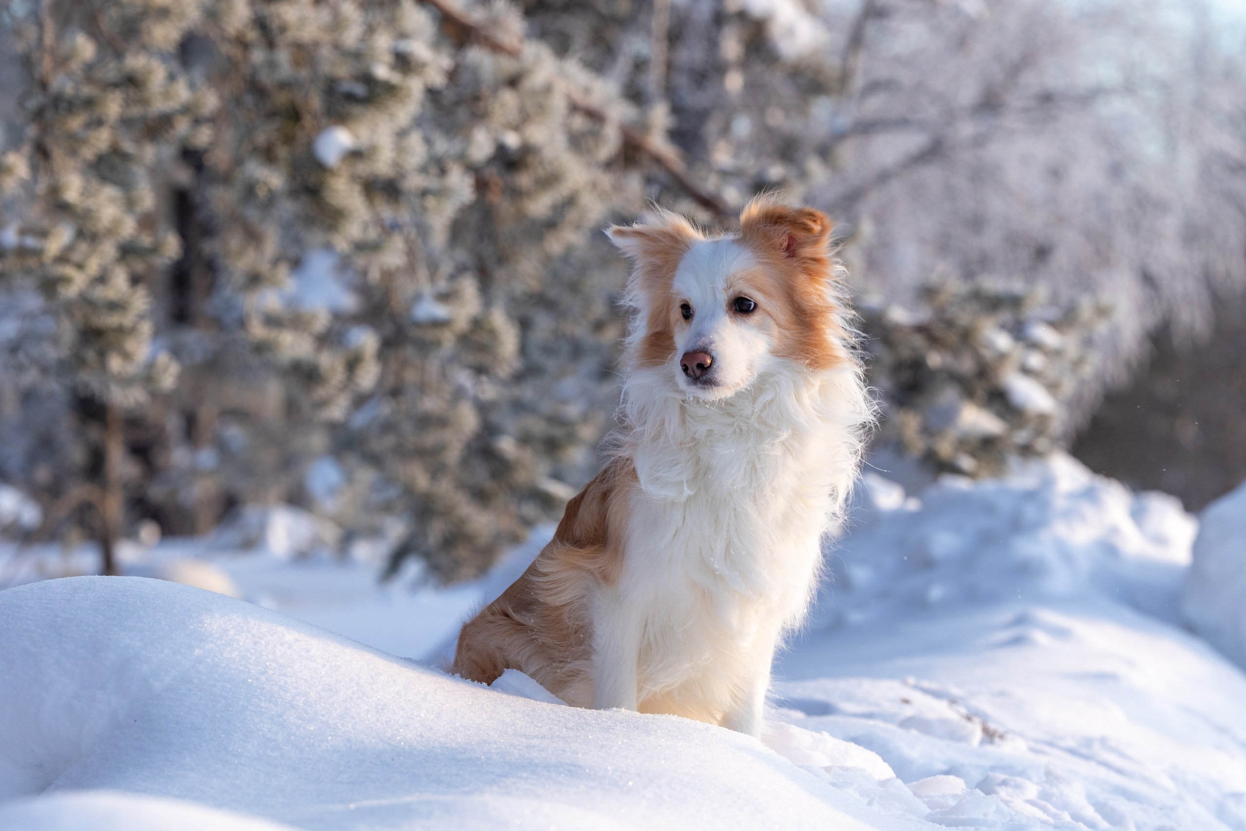 Бордер колли Прайм, Вэй и Лёля. Фотограф-анималист Natalia Deingel | Фотосъемка собак в Москве