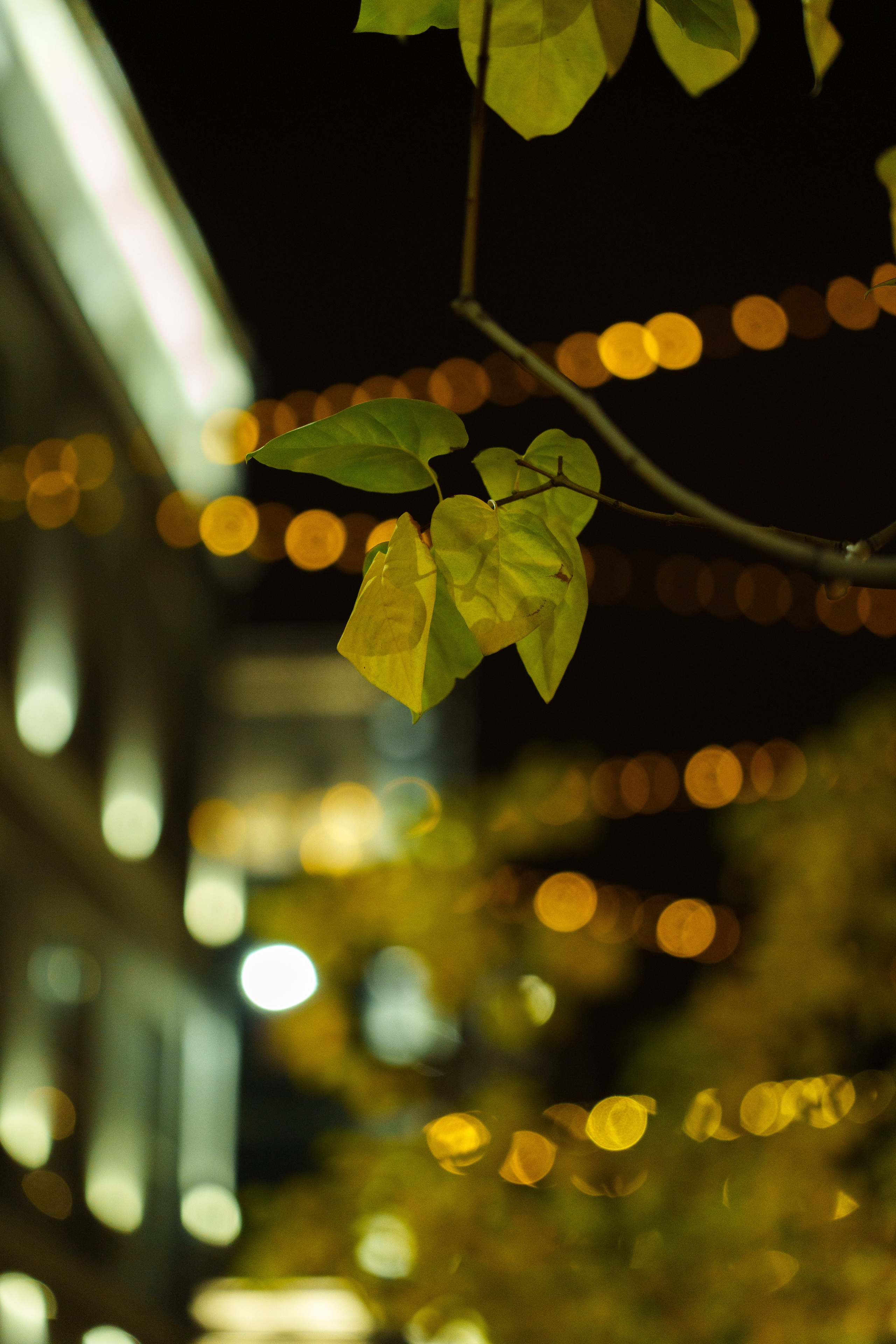 Банкет. Фото и видео съёмка в Москве и МО Александр Чапала и Трояк Алеся