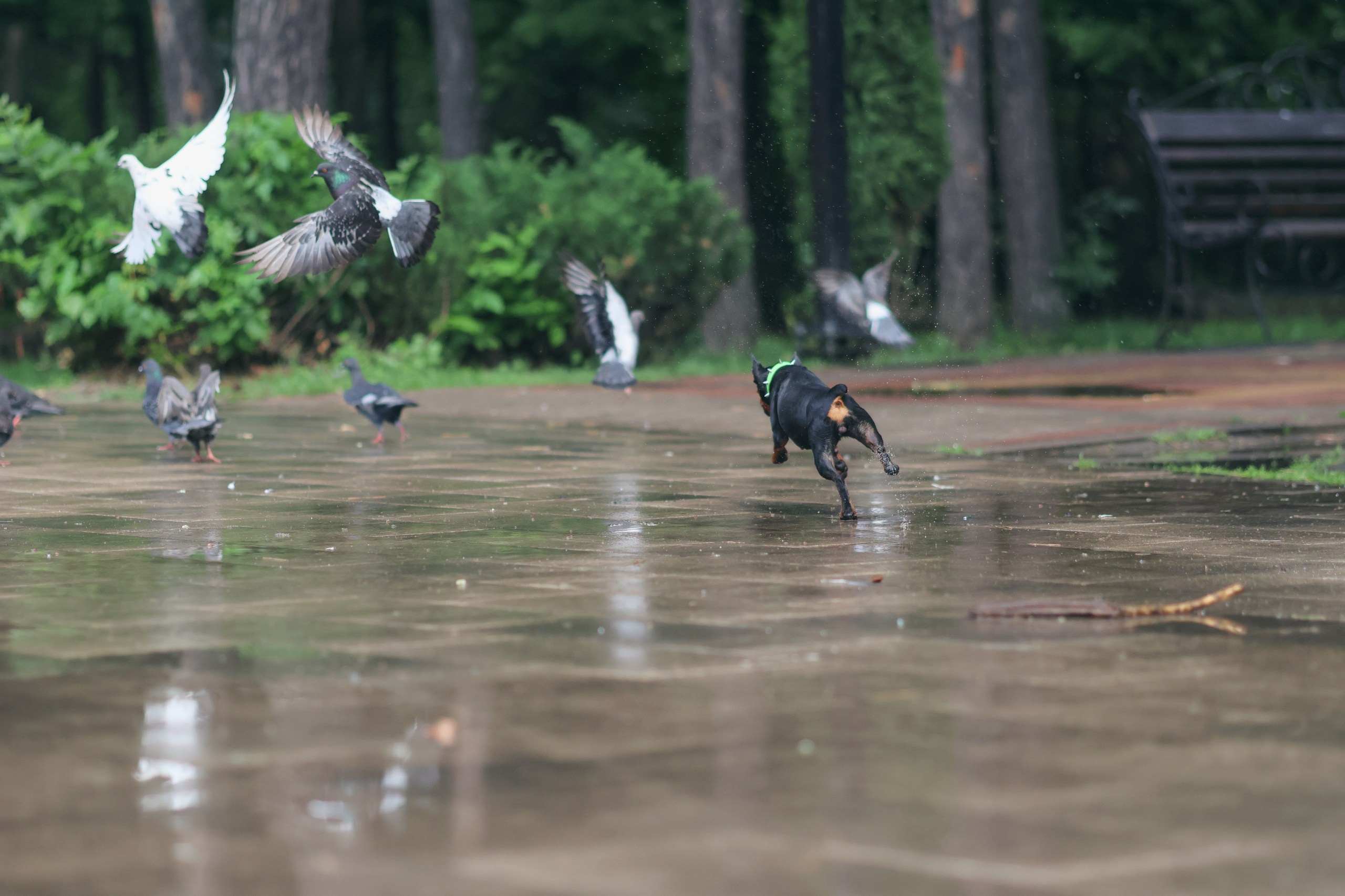 Четыре Лапы. Свадебный и репортажный фотограф Дмитрий Кононенко