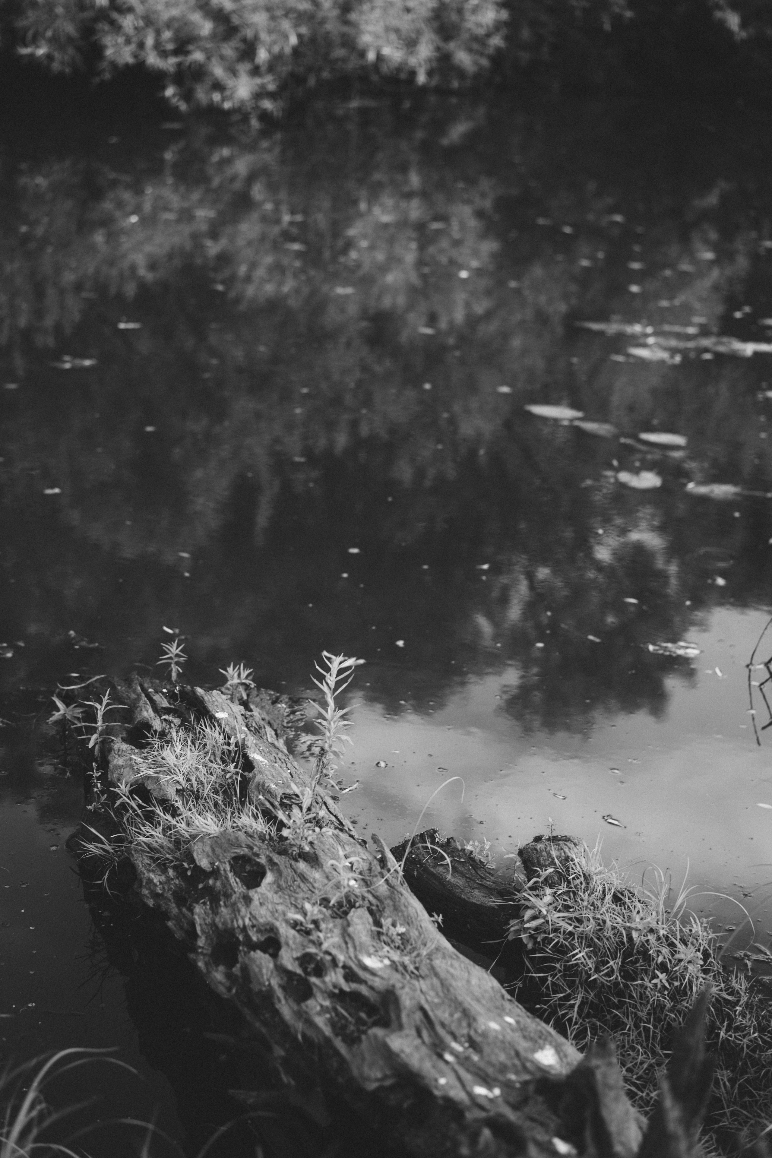 Деревня Петрово (Томская область). Veronika Popadeikina Photographer