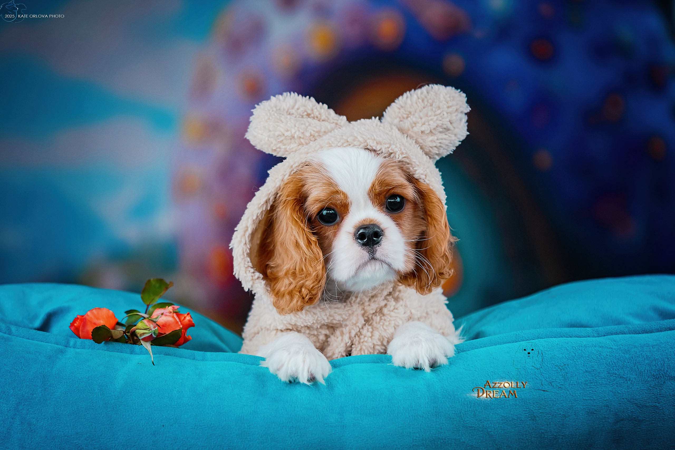 Щенки. Питомник кавалер кинг чарльз спаниелей