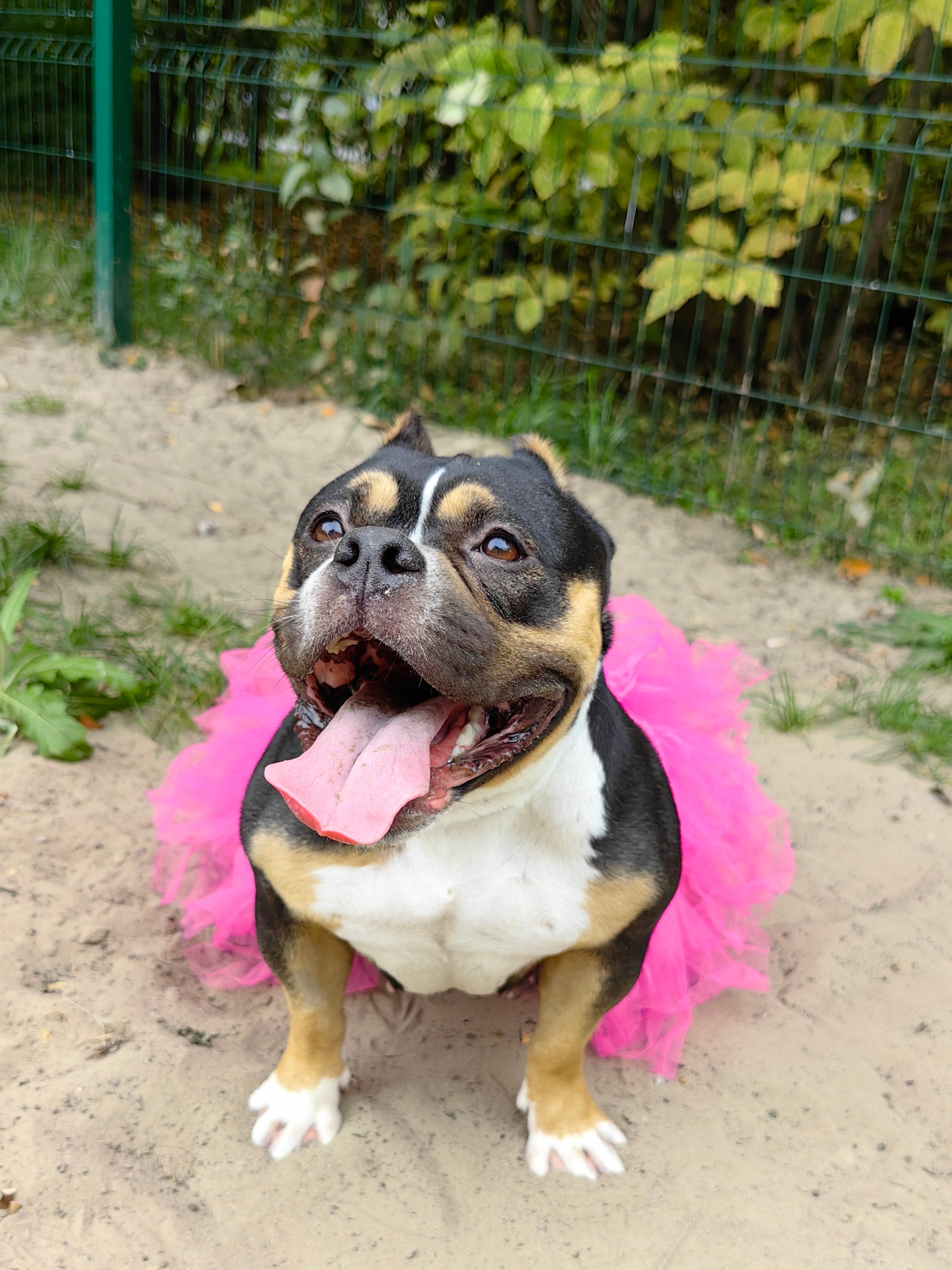 Любимые хвостики