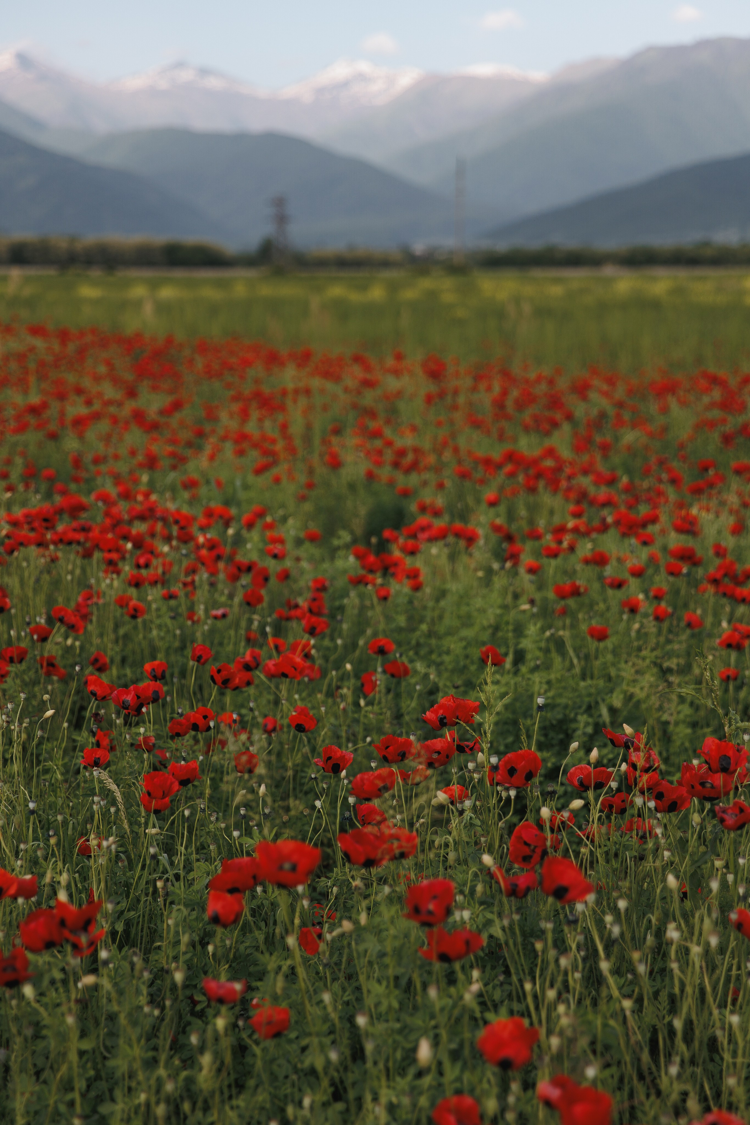 Miroslava&Ilia in Kaheti. Wedding photographer in St. Petersburg, Europe and Israel Anna Agafon