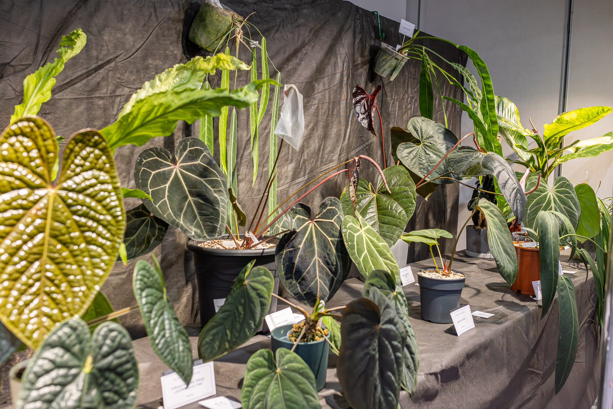 Монстериум апрель 2026. Александра Куликова фотограф, Москва