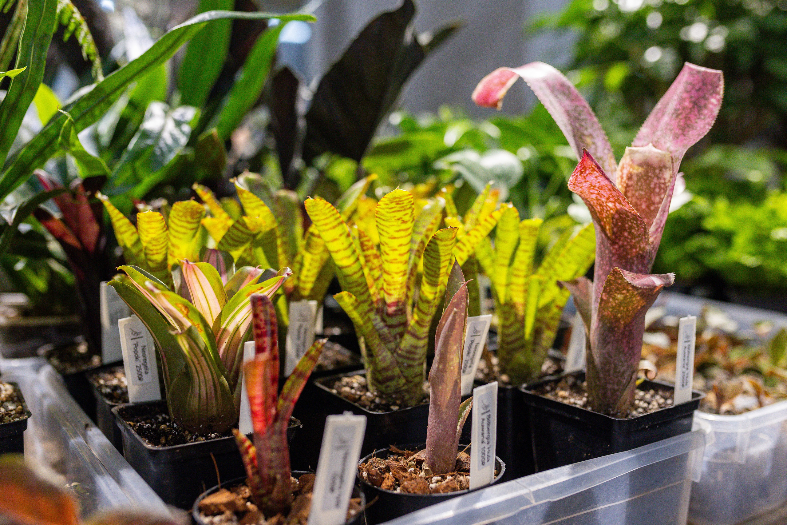 Ярмарка Green Rare 20.09.25. Александра Куликова фотограф, Москва