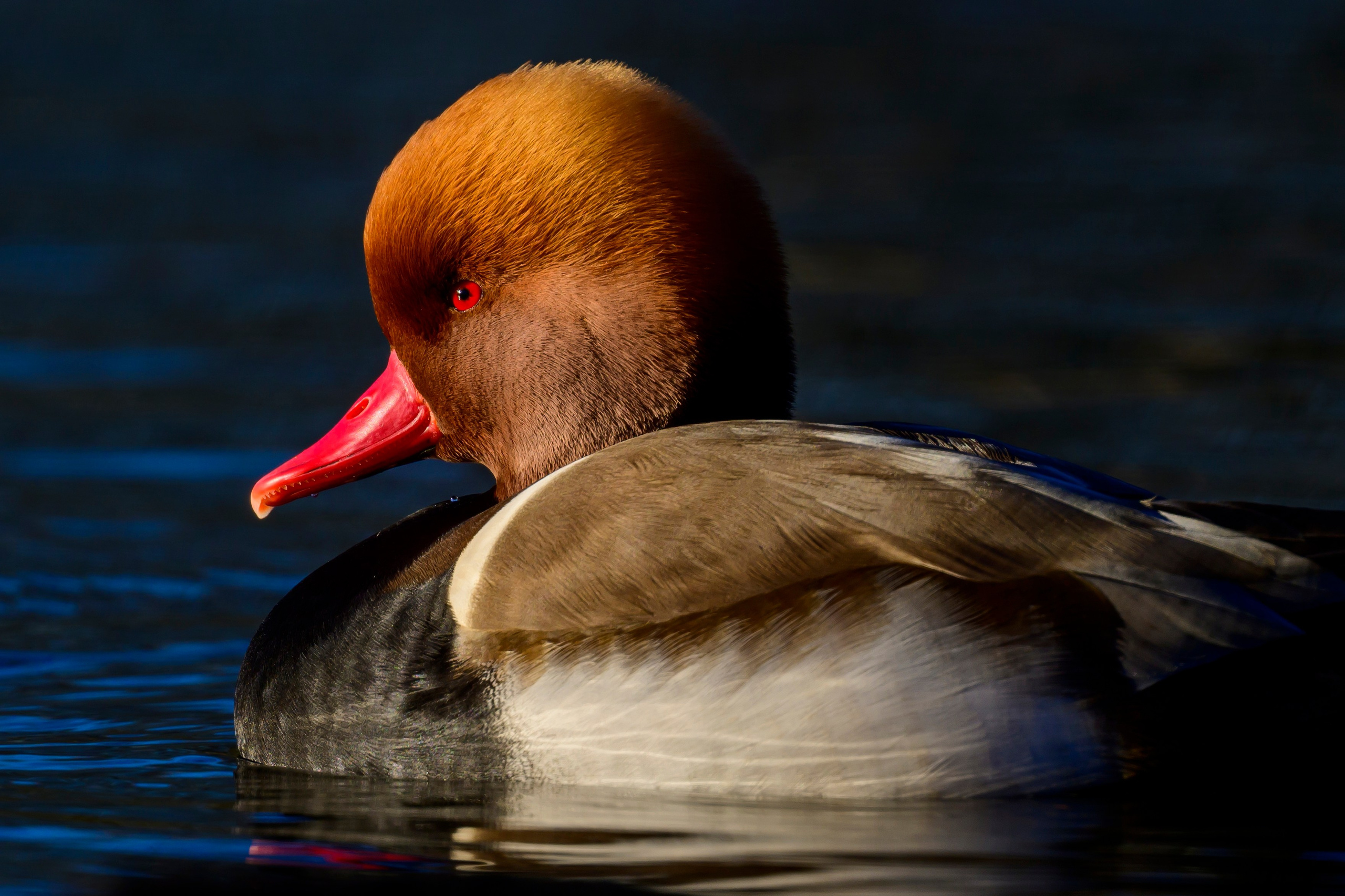 Нырки. Pochards. Фотограф Сергей Пупонин