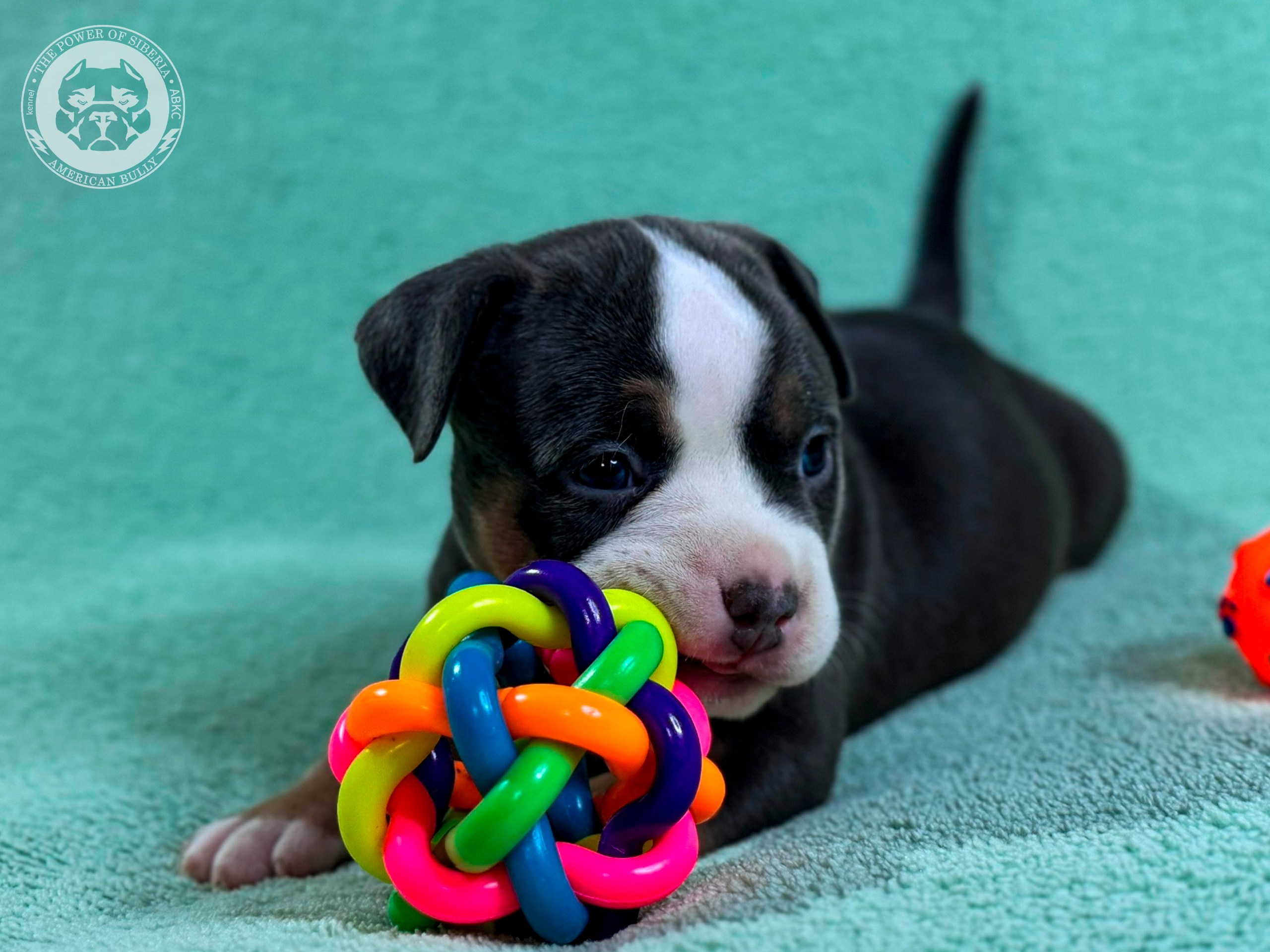 Свободные щенки Американский Булли стандарт и Свободные щенки Американский Булли классик. Американский Булли в г. Ростов-на-Дону. Питомник THE POWER OF SIBERIA