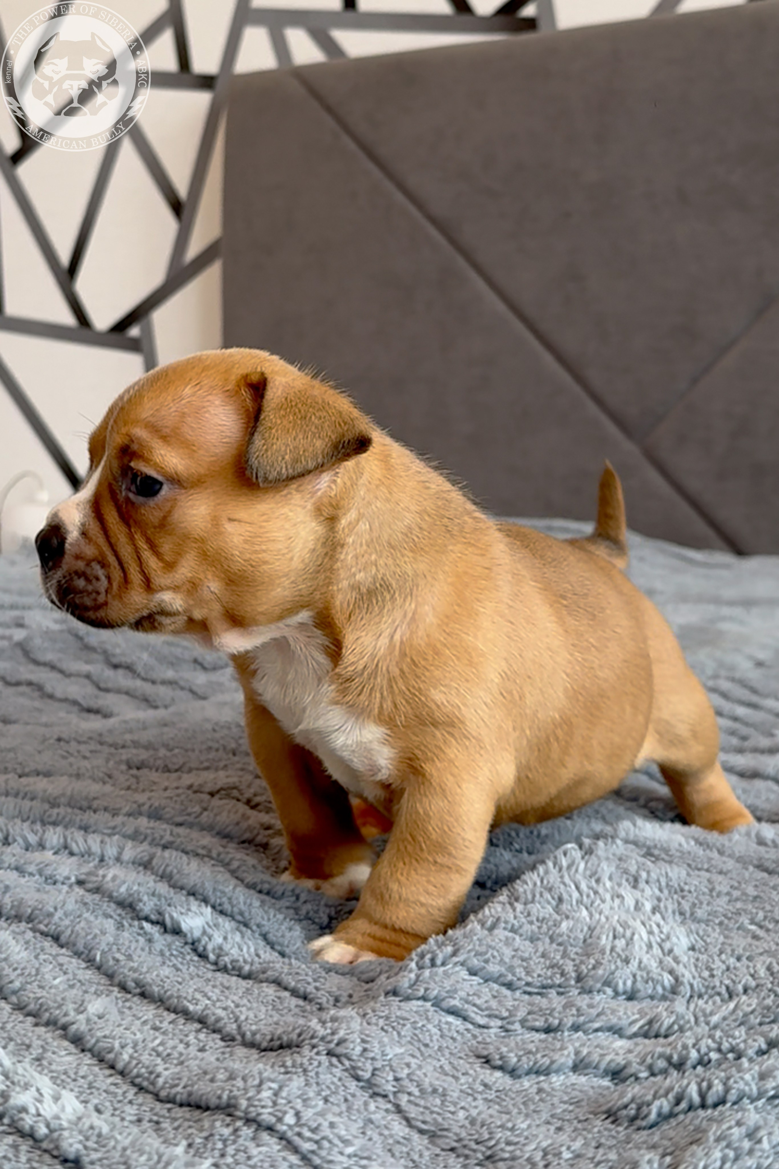 Свободные щенки Американский Булли, в типах покет, классик, стандарт. Американский Булли в г. Ростов-на-Дону. Питомник THE POWER OF SIBERIA