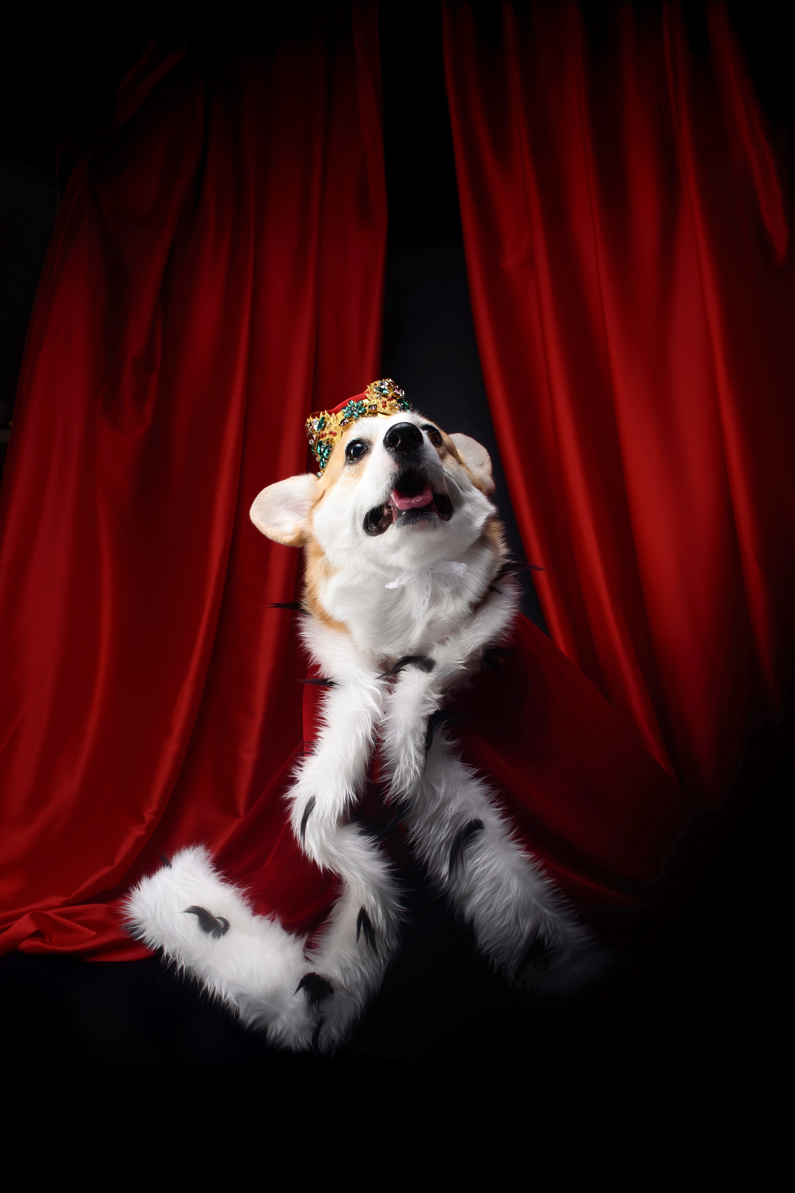 Королевская съемка — 20.05.2025. Фотограф — Анималист | Анна Абрамова