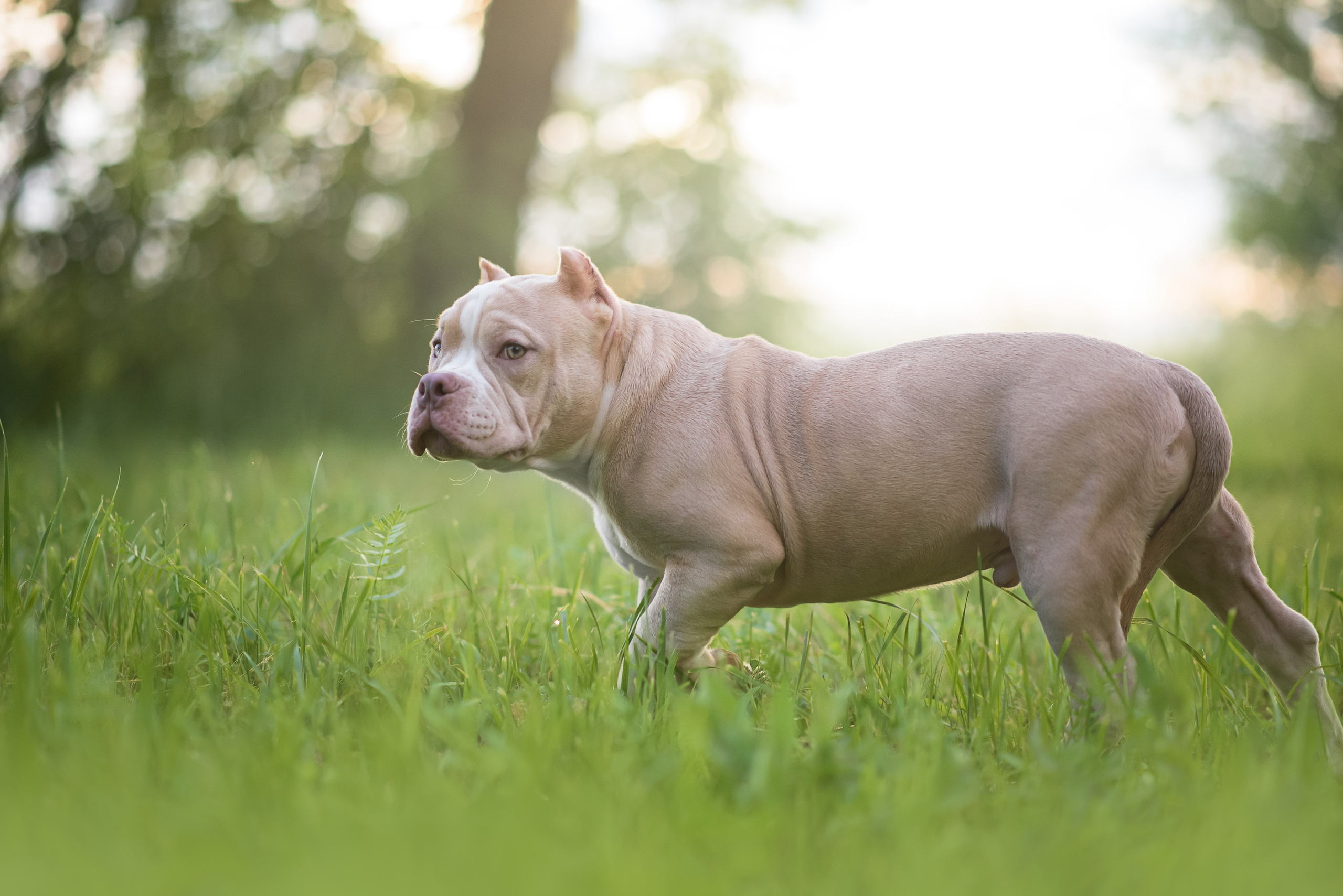 Щенки Американского Булли — 15.06.2024. Фотограф — Анималист | Анна Абрамова