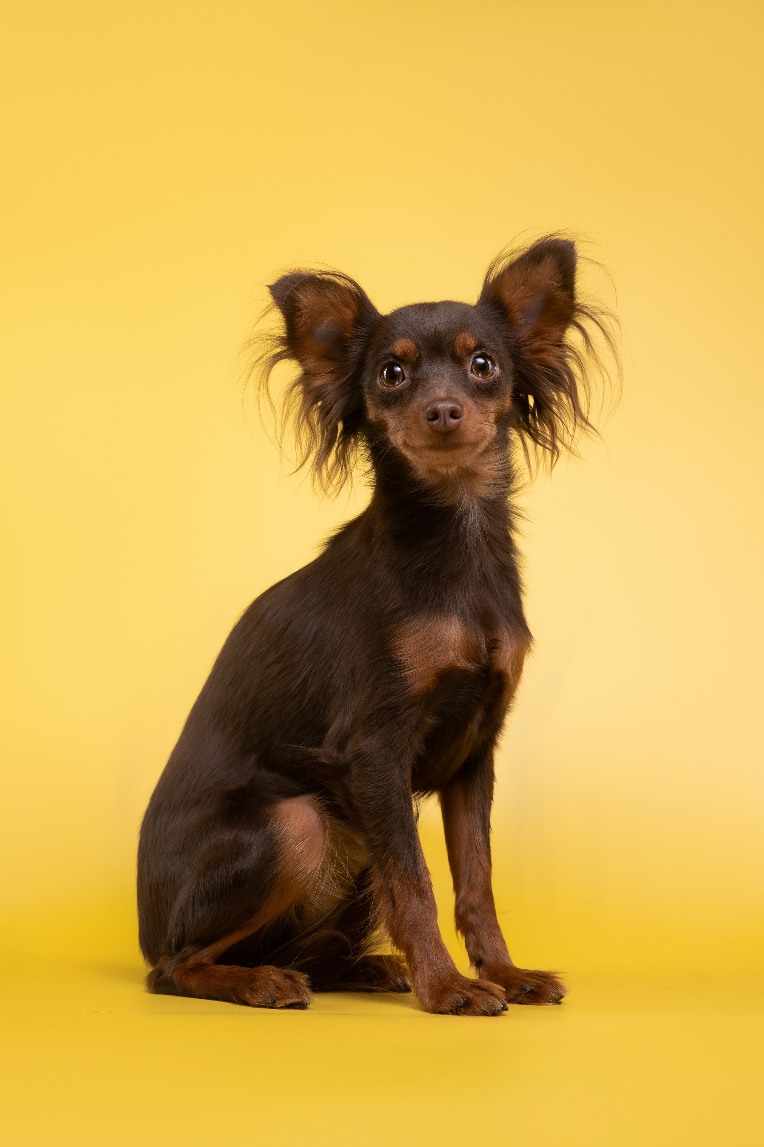 Пражские крысарики — 02.04.2025. Фотограф — Анималист | Анна Абрамова