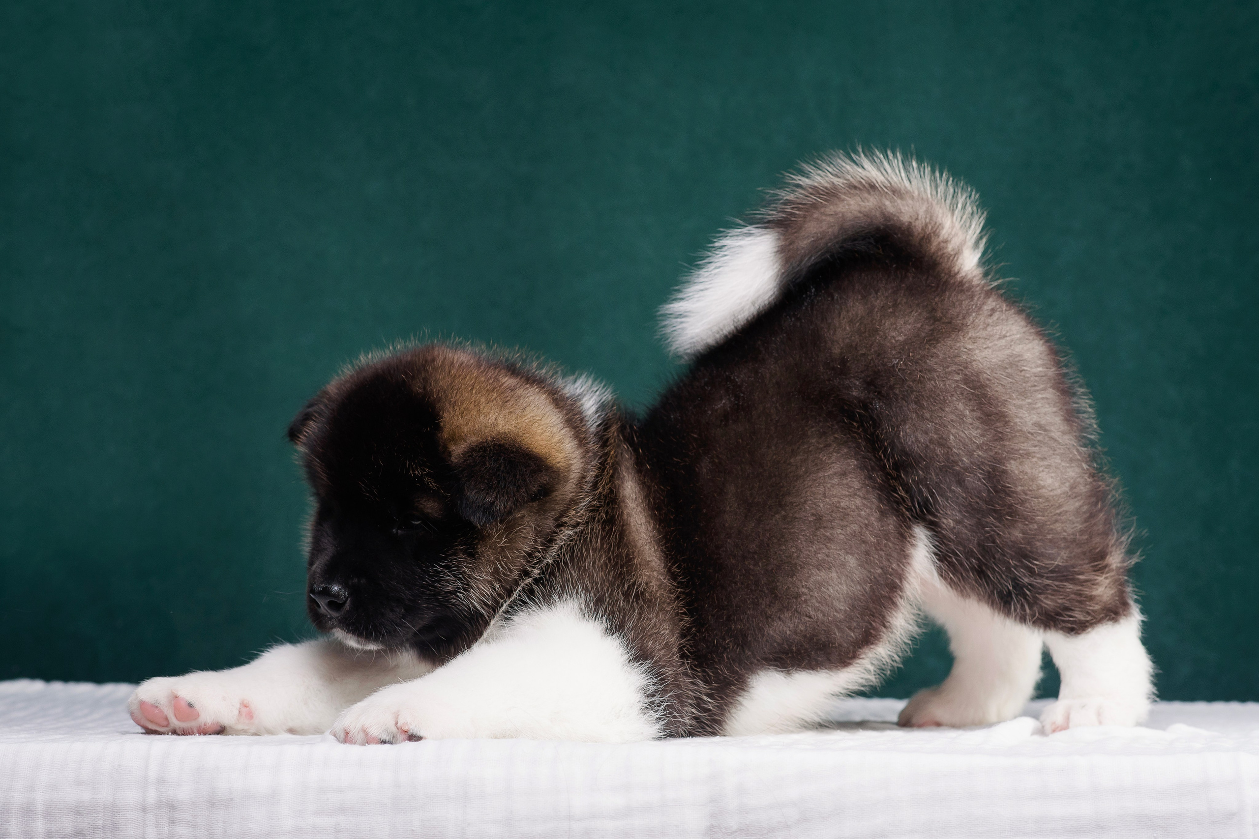 Щенки Американской Акиты. Фотограф — Анималист | Анна Абрамова