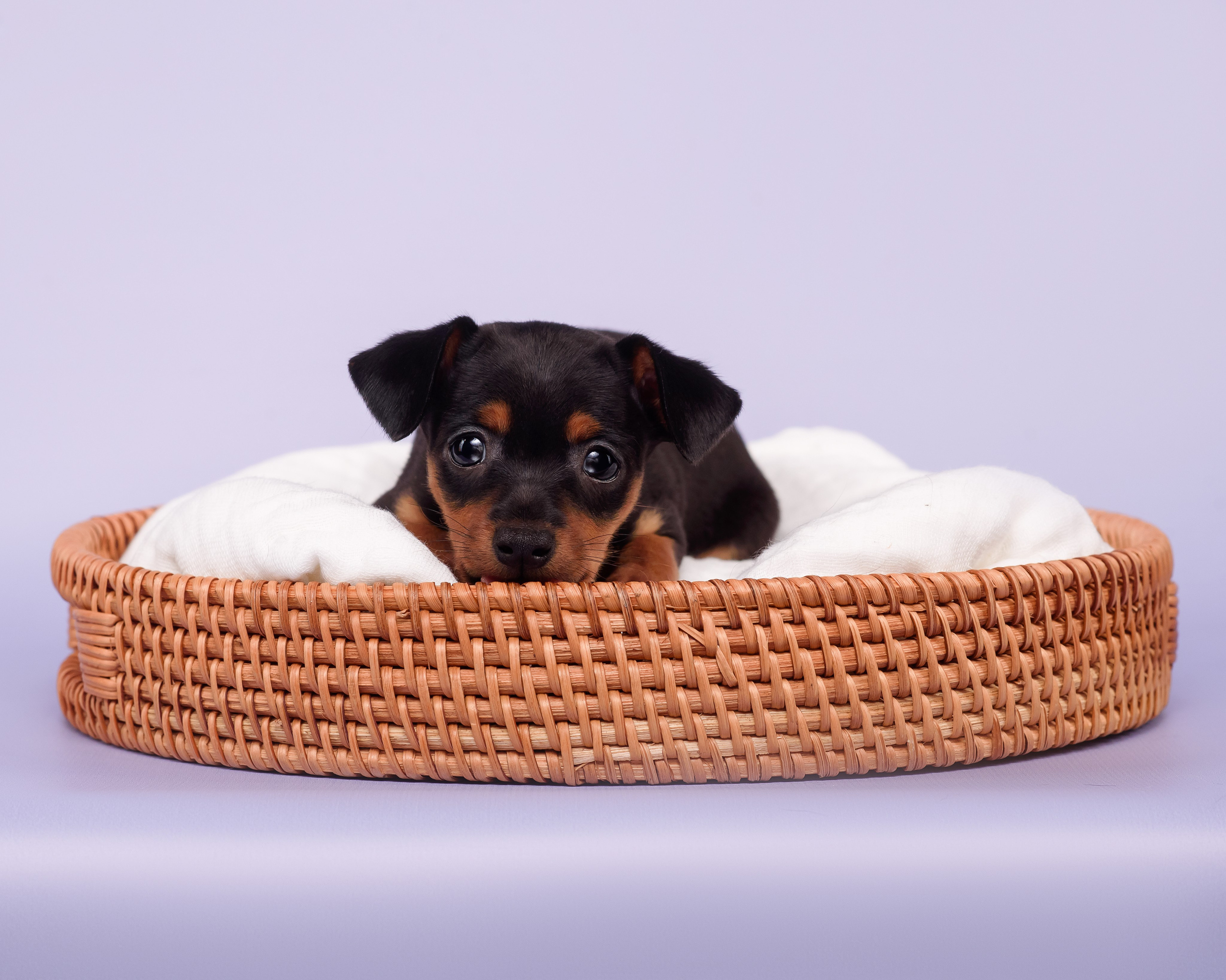 Малыши пражских крысариков — 30.07.2025. Фотограф — Анималист | Анна Абрамова