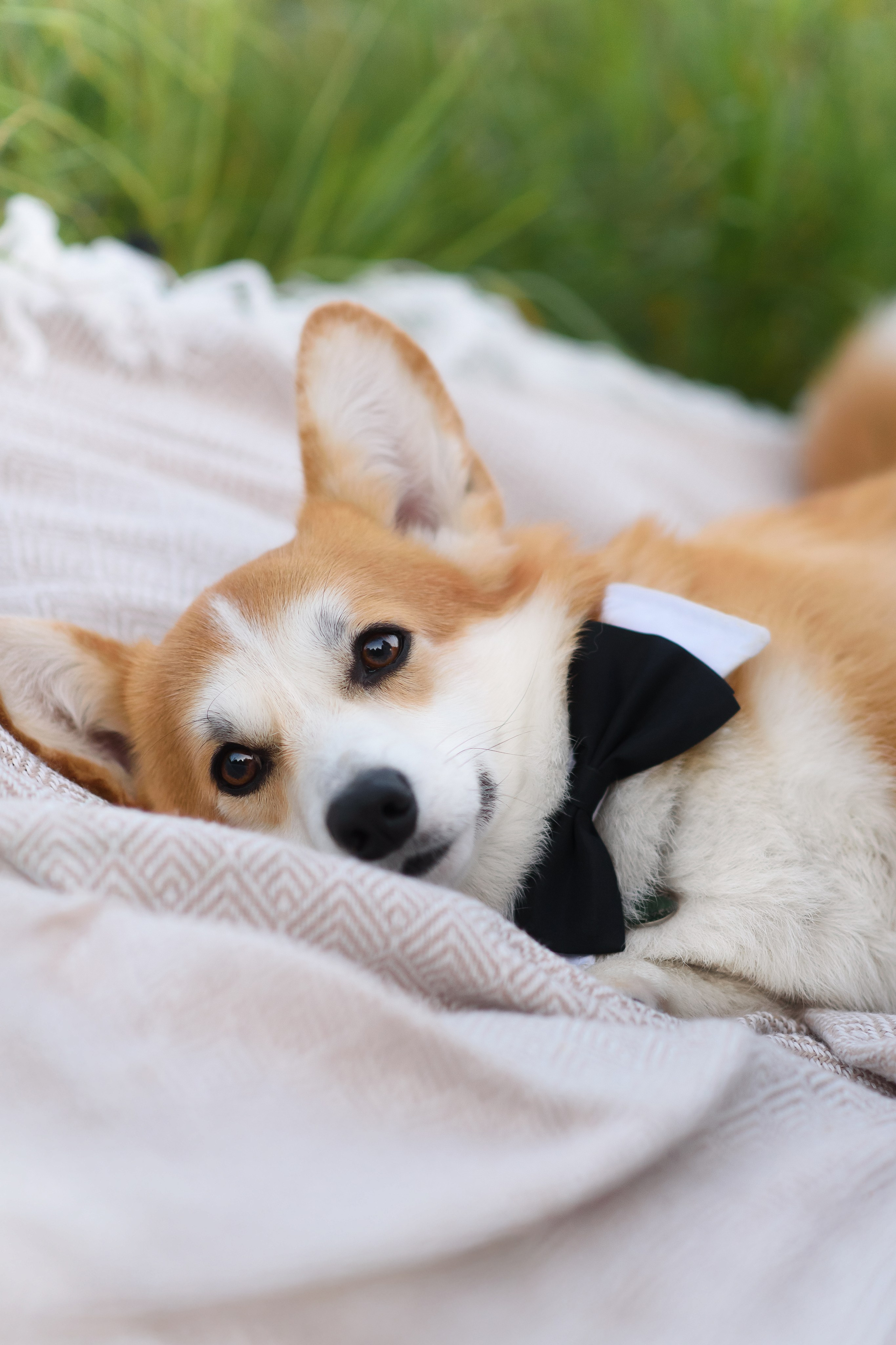 Максим, Надя, Шелби и Рой — 31.05.2025. Фотограф — Анималист | Анна Абрамова