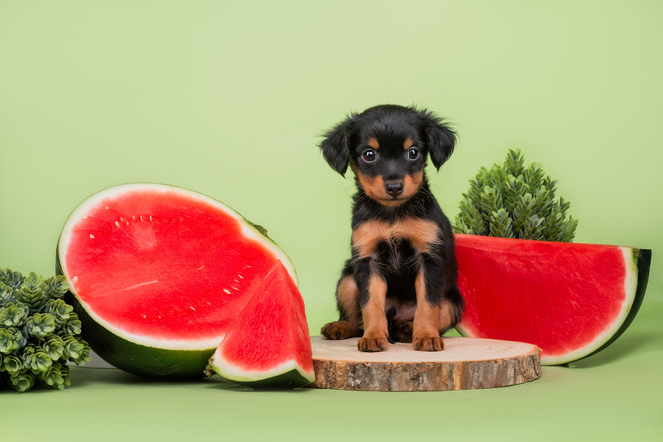 Малыши пражских крысариков — 30.07.2025. Фотограф — Анималист | Анна Абрамова