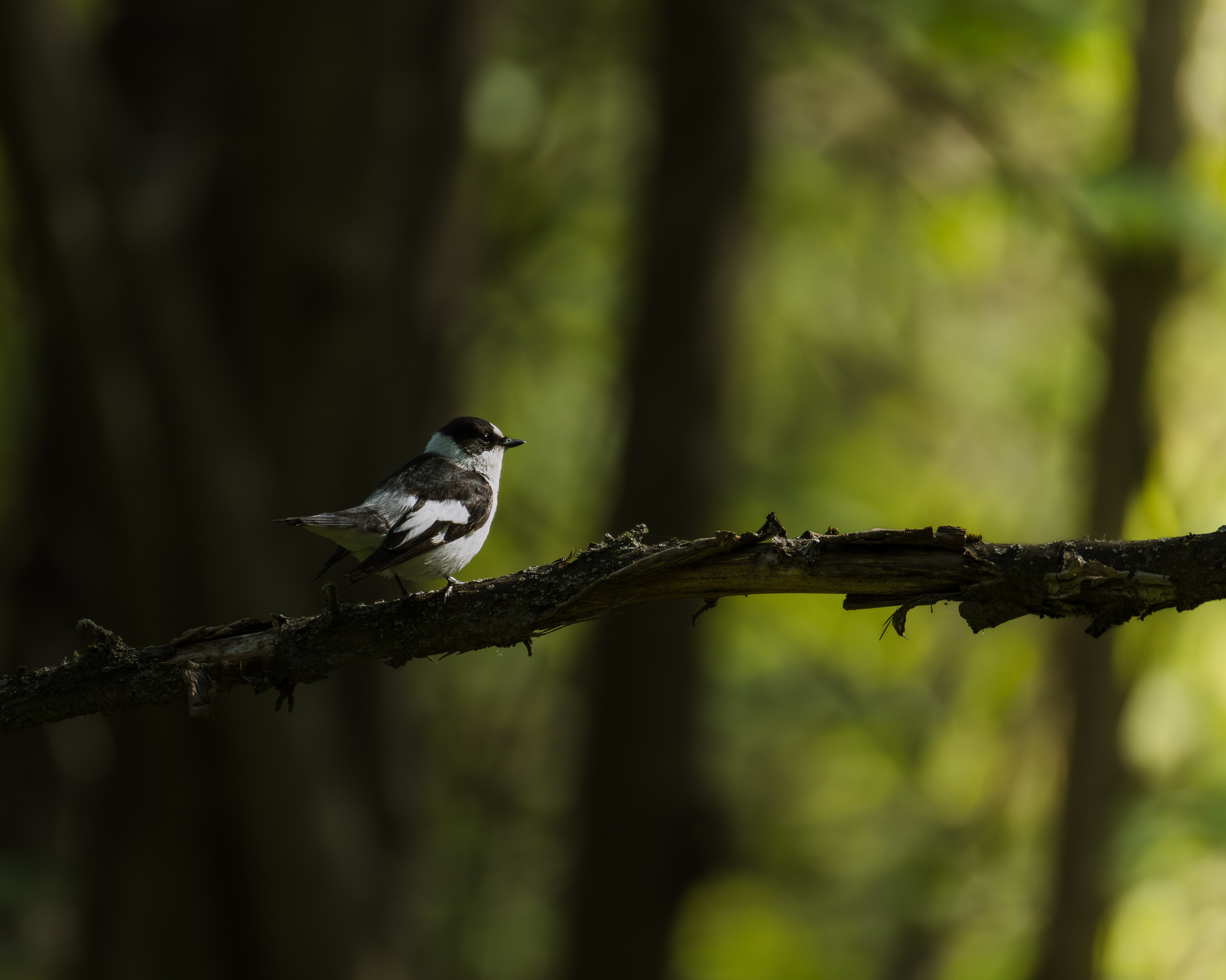 Voronezh 2026. Anton Chernov | Wildlife photographer