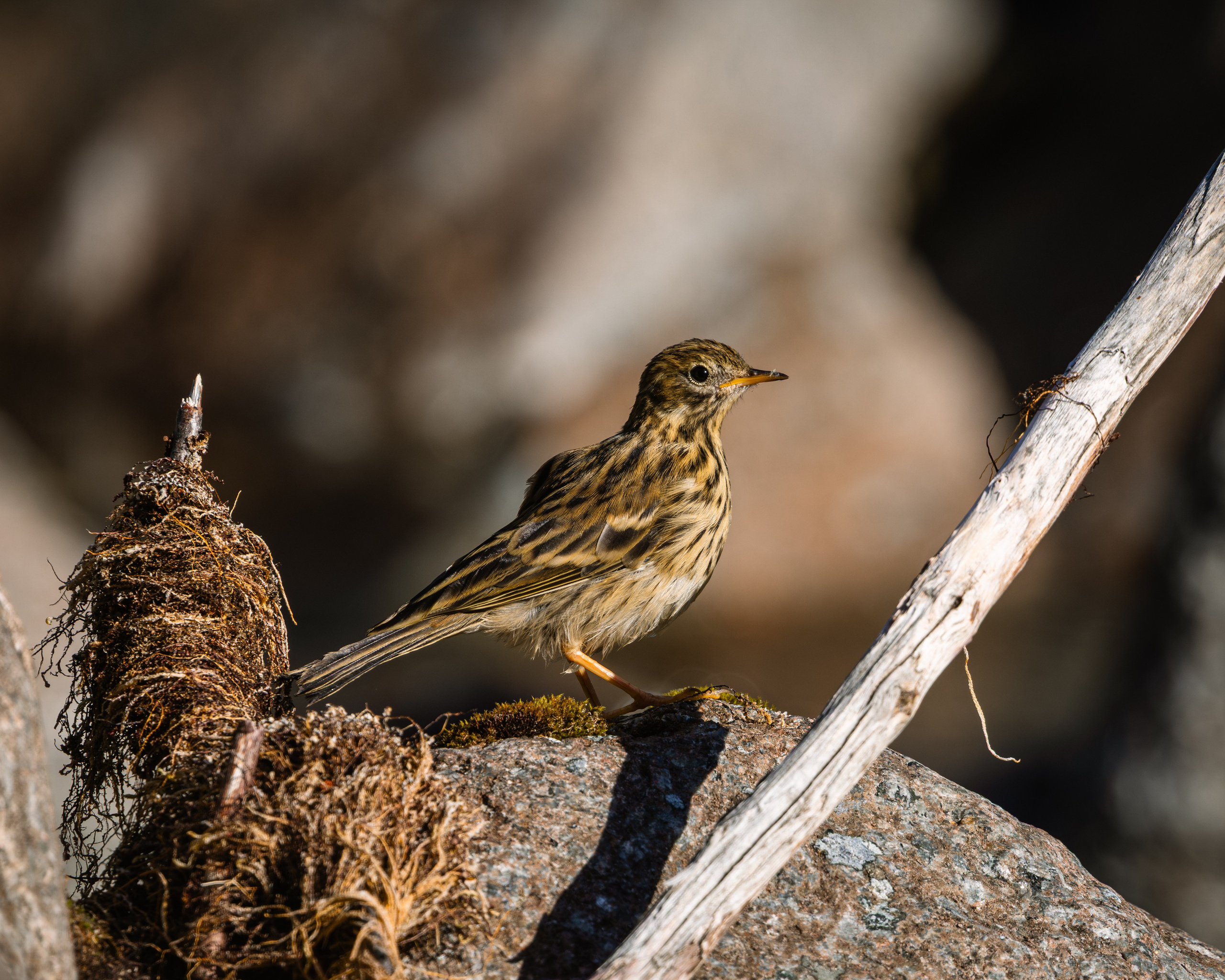 Khibinu 2025. Anton Chernov | Wildlife photographer