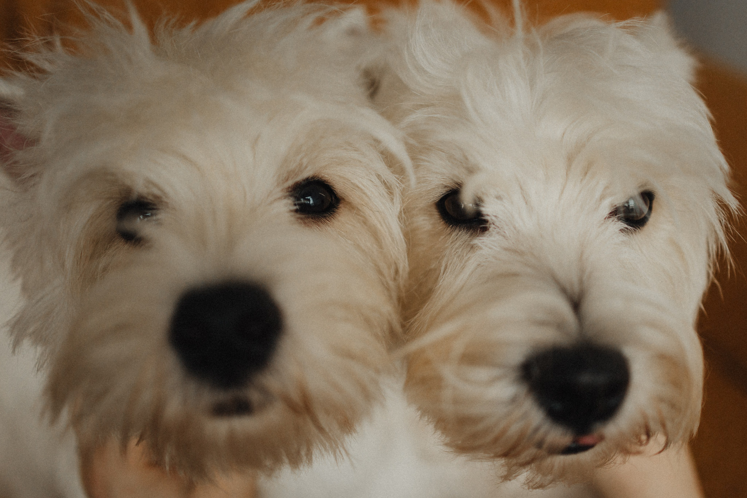 Вероника, Мята и Малина. Фотораф — анималист Мария Шистка