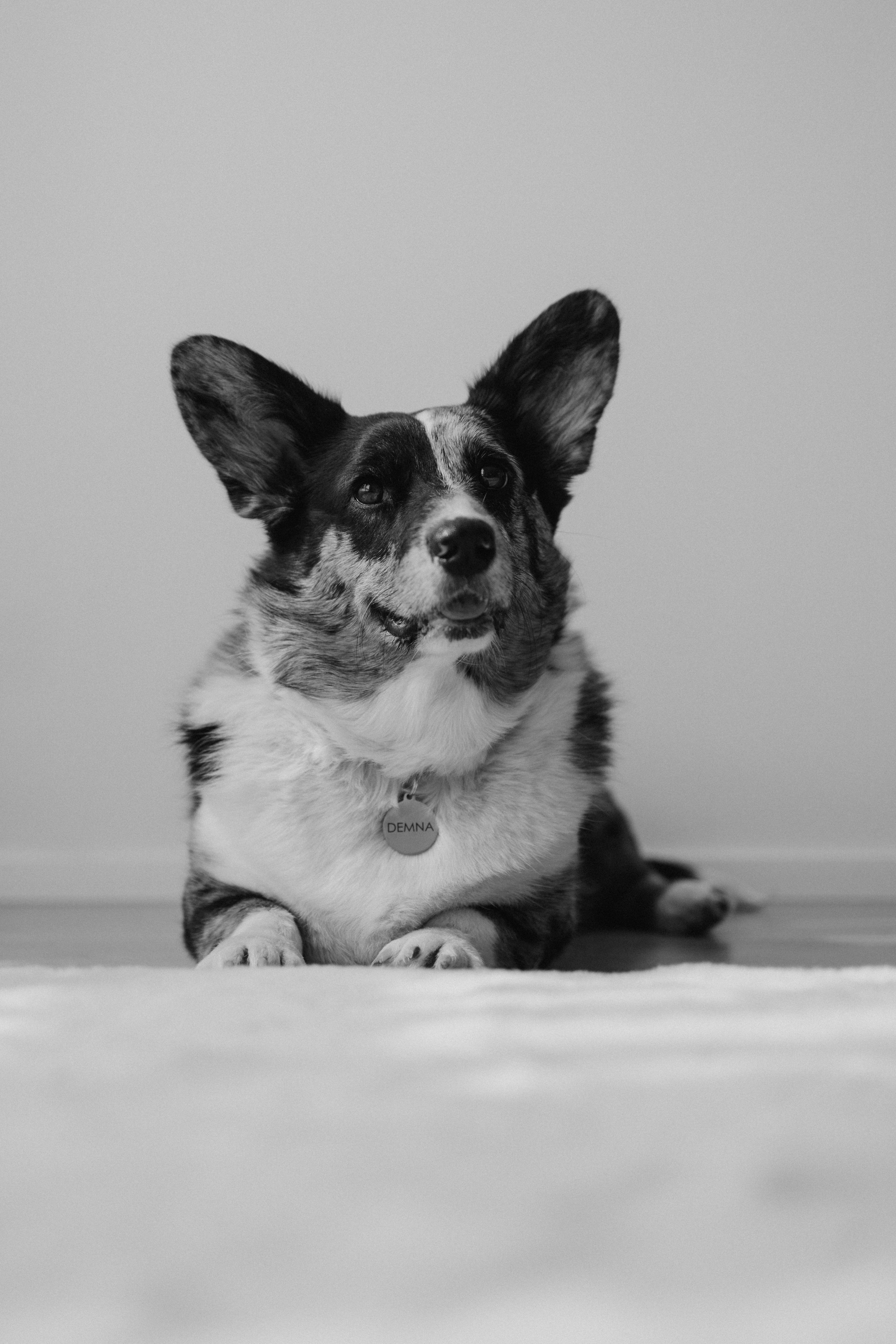 Бэлла, Деми и Луна. Фотораф — анималист Мария Шистка