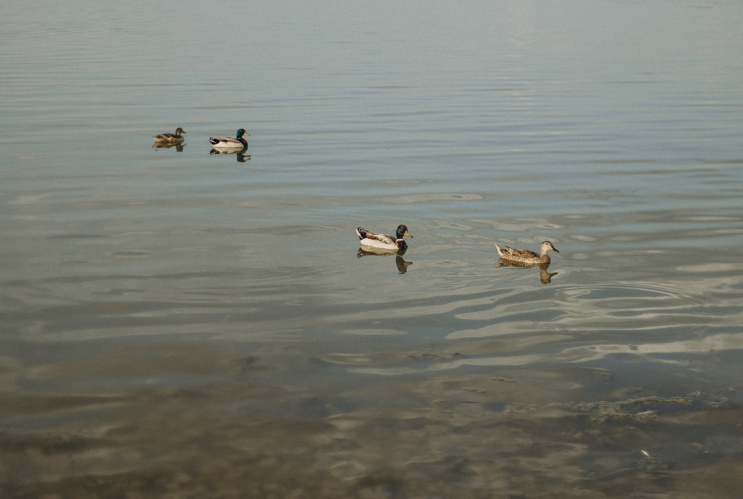 Семья Большаковых. Главная