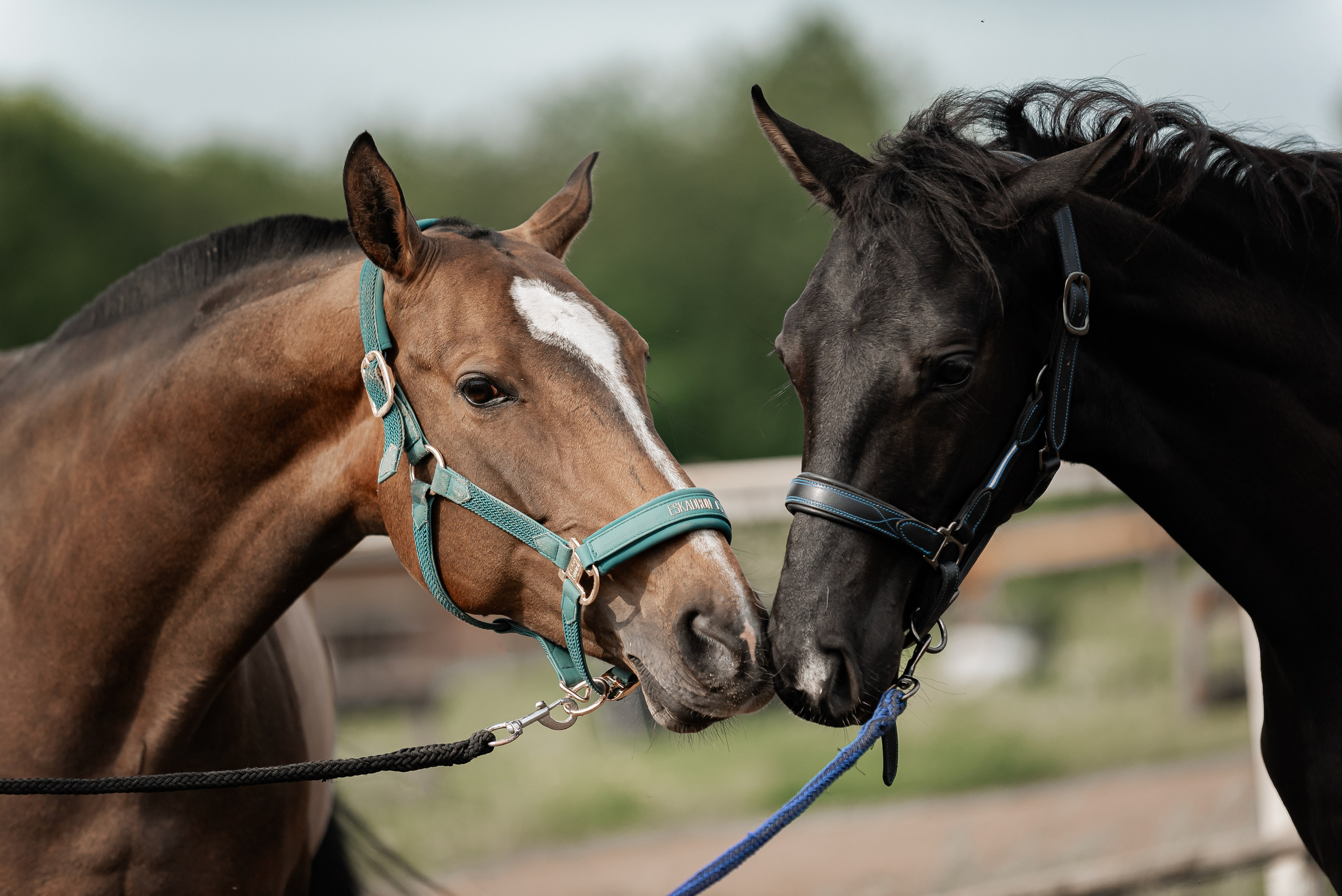 Рони и Зося. Куракина Дарья • Конный фотограф