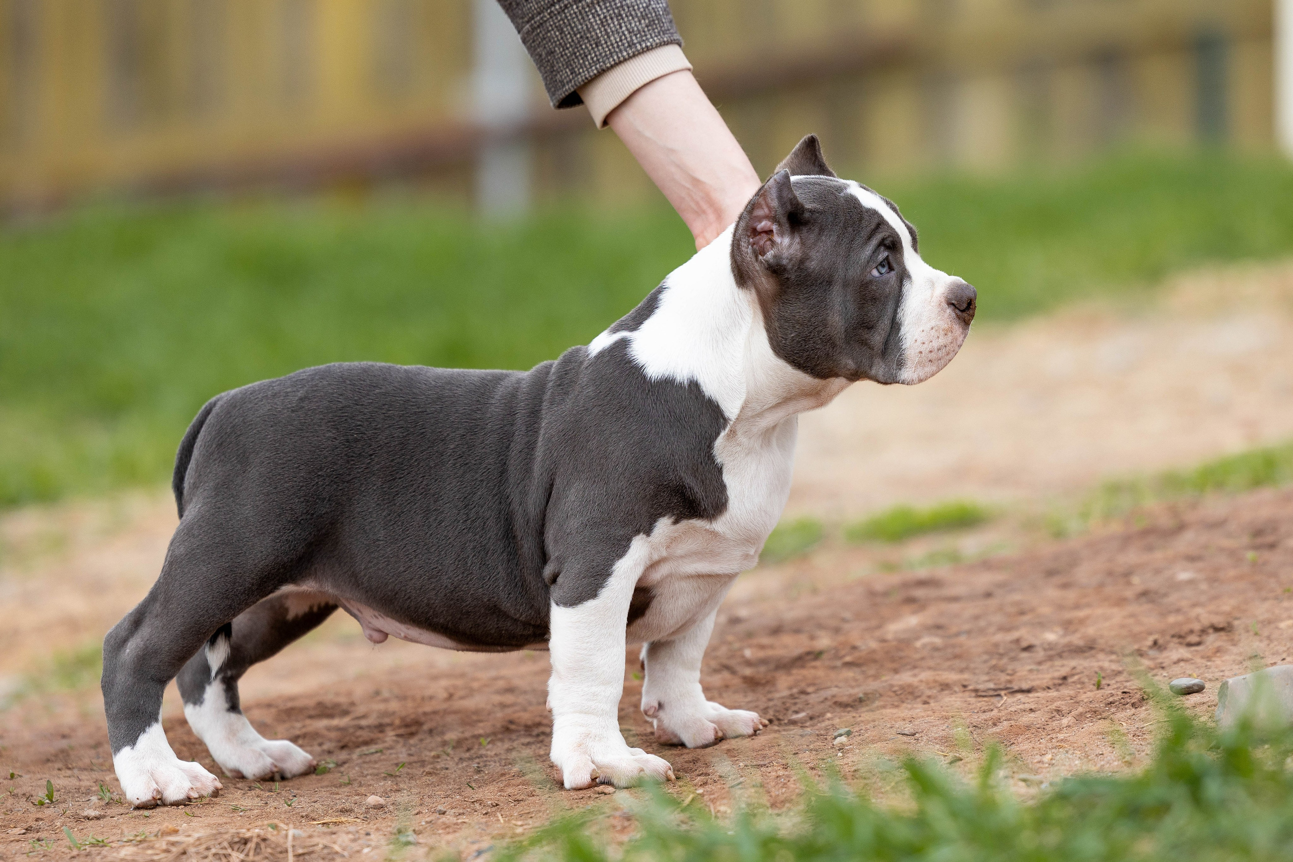 Щенки булли. Фотограф Анималист в Перми Анастасия Остерман